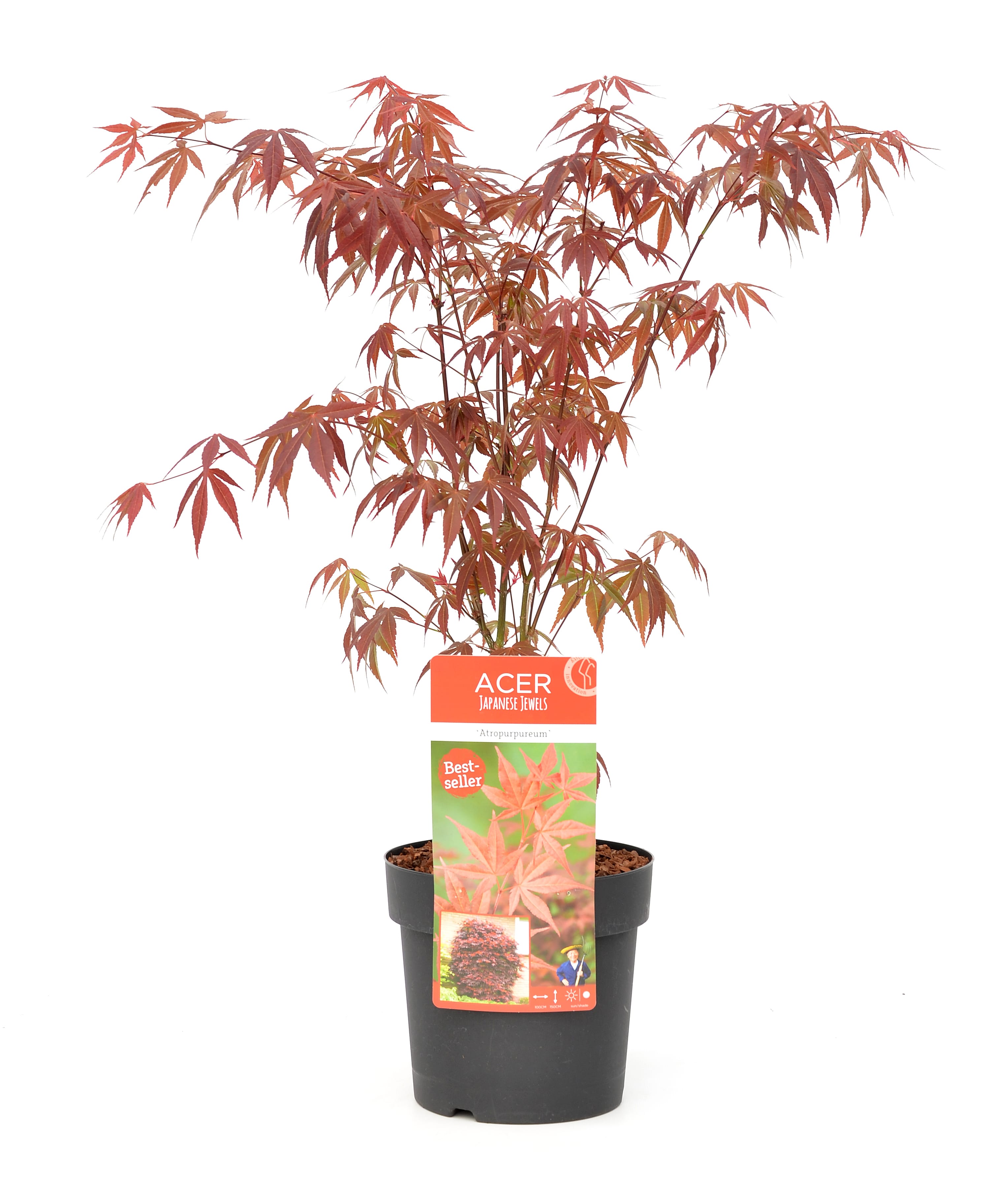 Érable japonais 'acer atropurpureum'