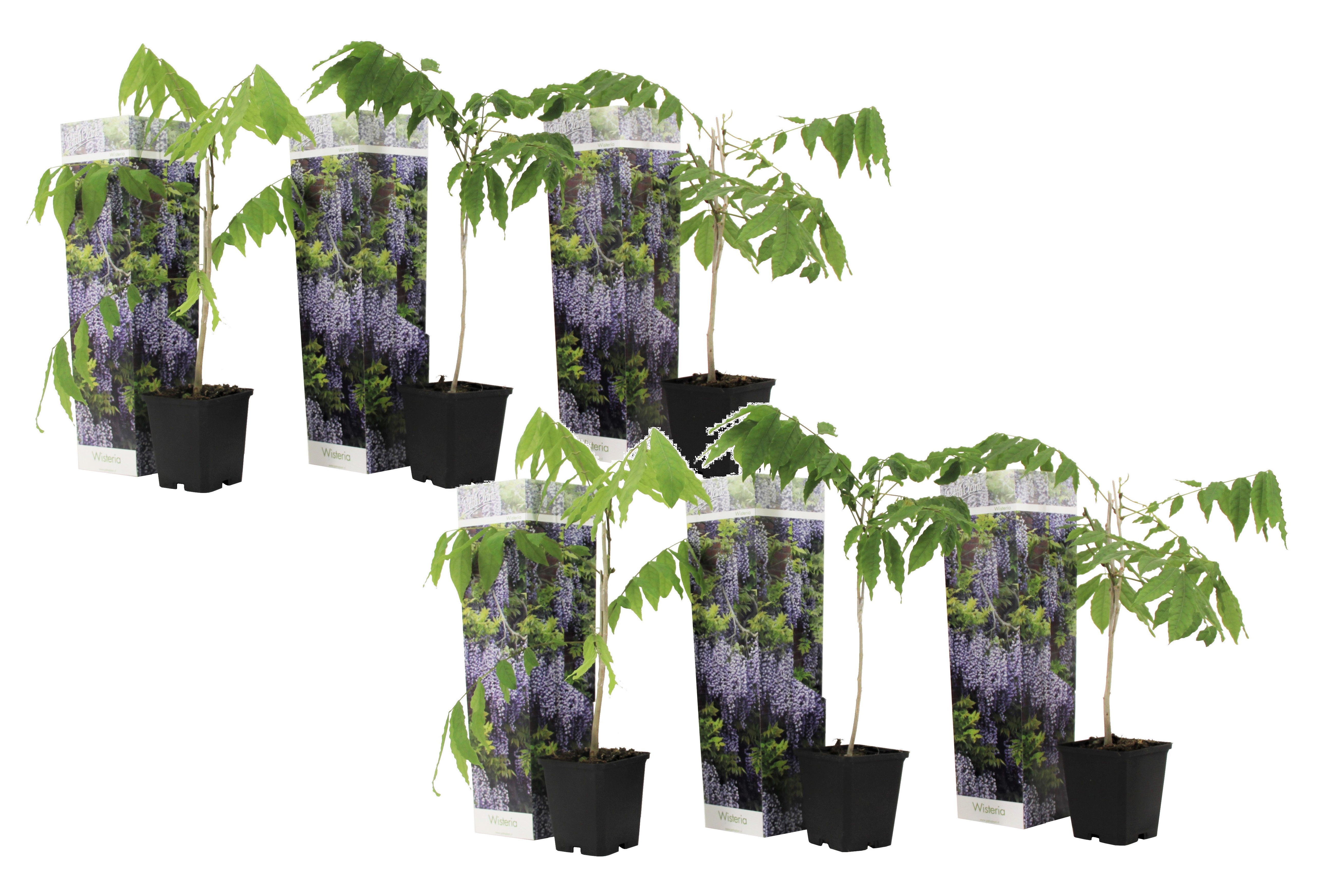 Blue japanese wisteria - lot de 6