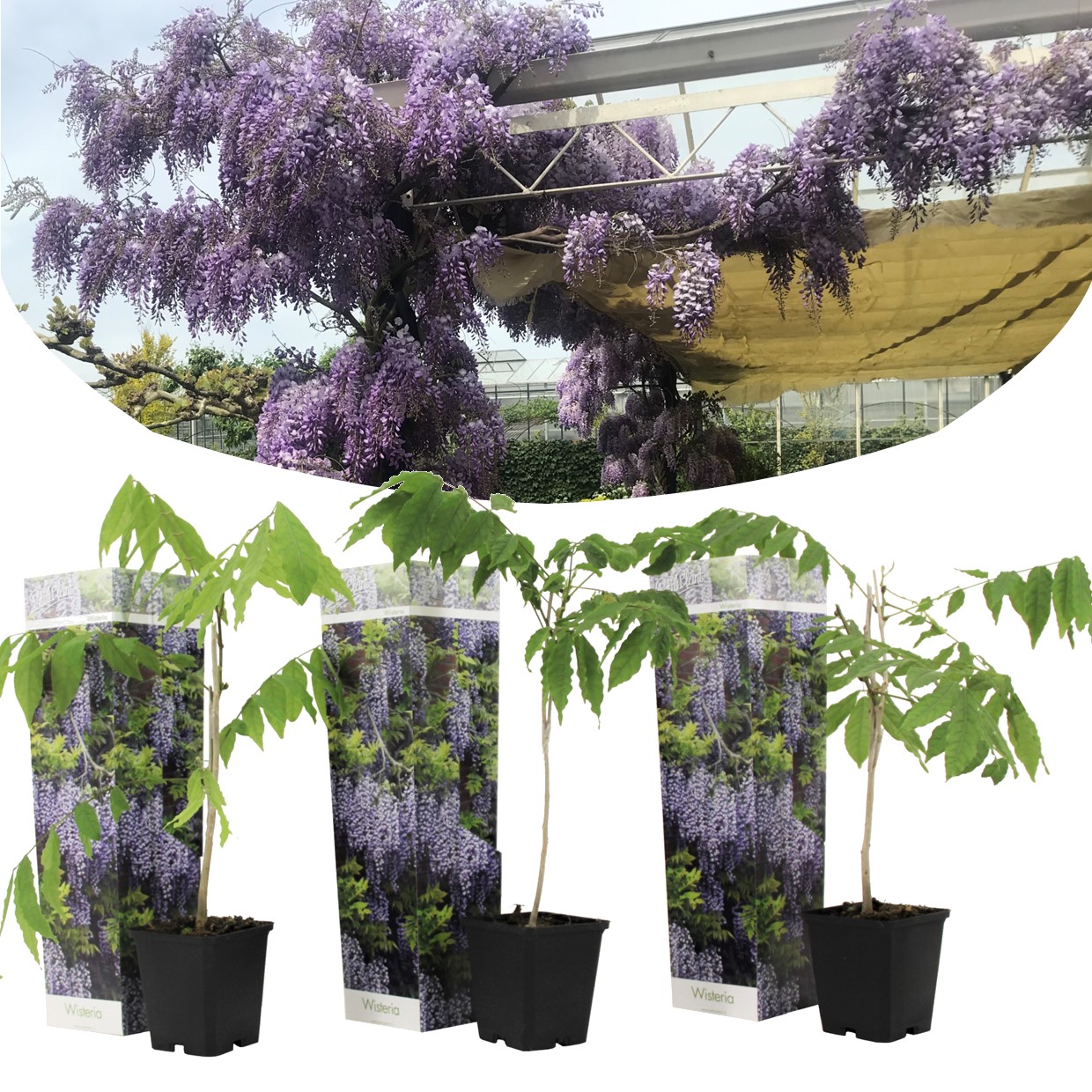 Blue japanese wisteria - lot de 3