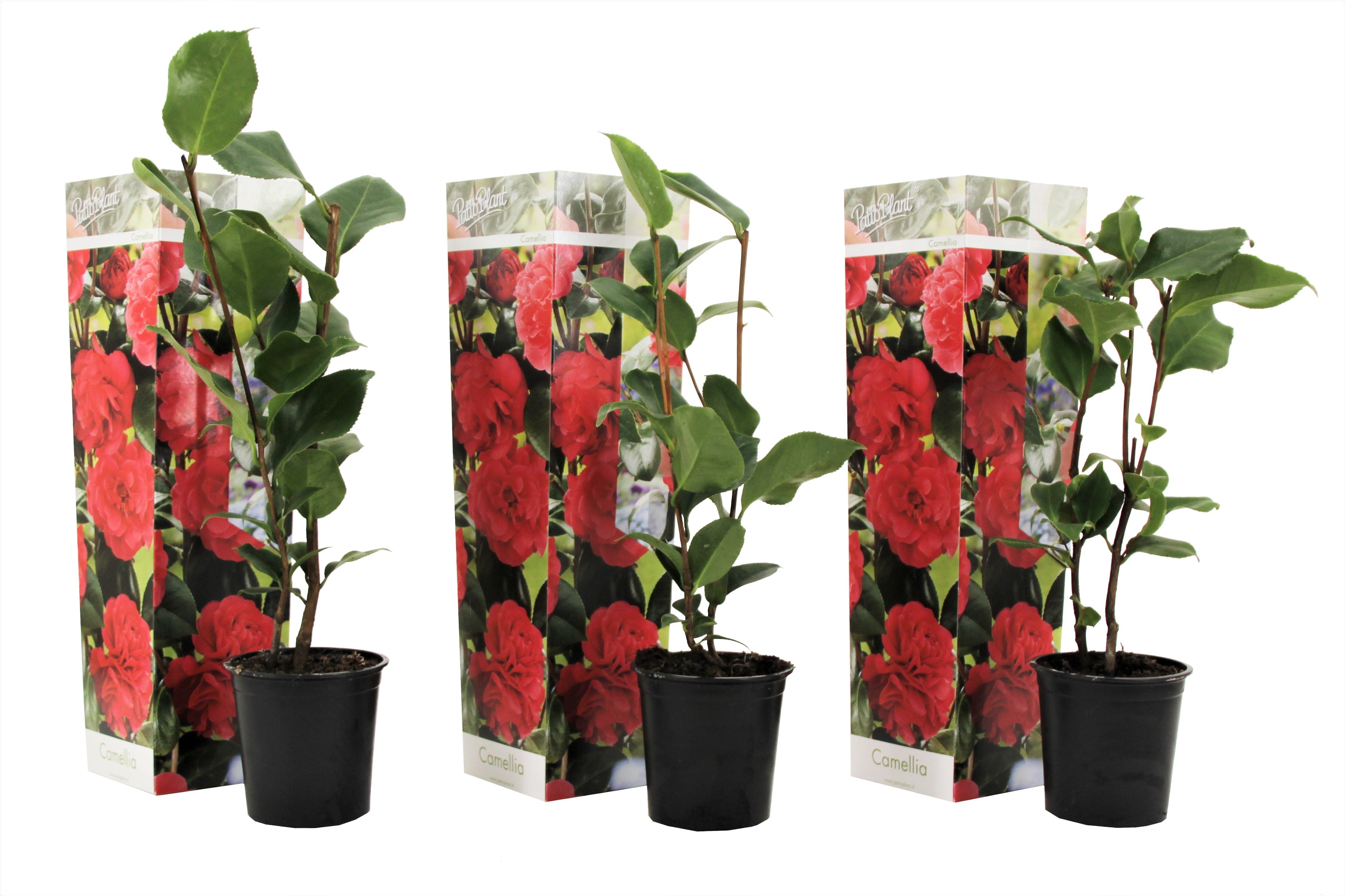 Camélia 'japanese rose' rouge - lot de 3