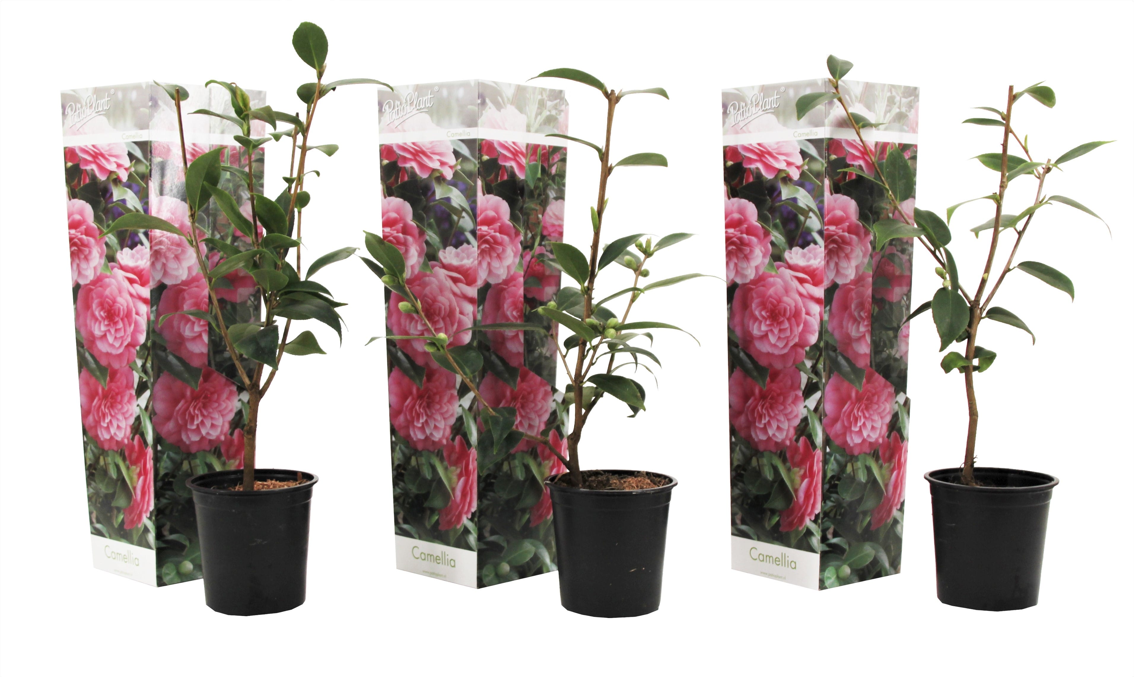 Camellia 'japanese rose' rose - lot de 3