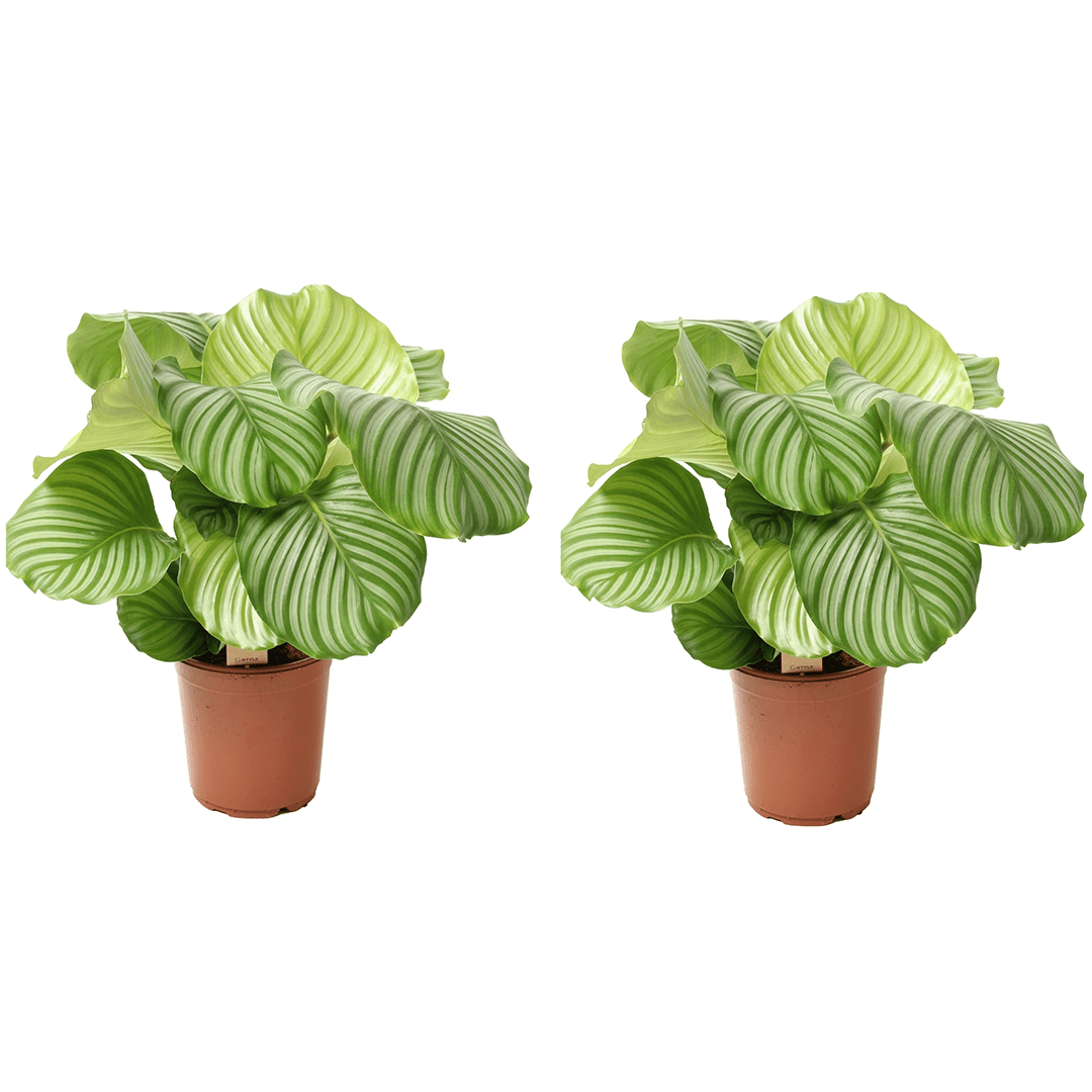 Calathea orbifolia 'peacock plant' - lot