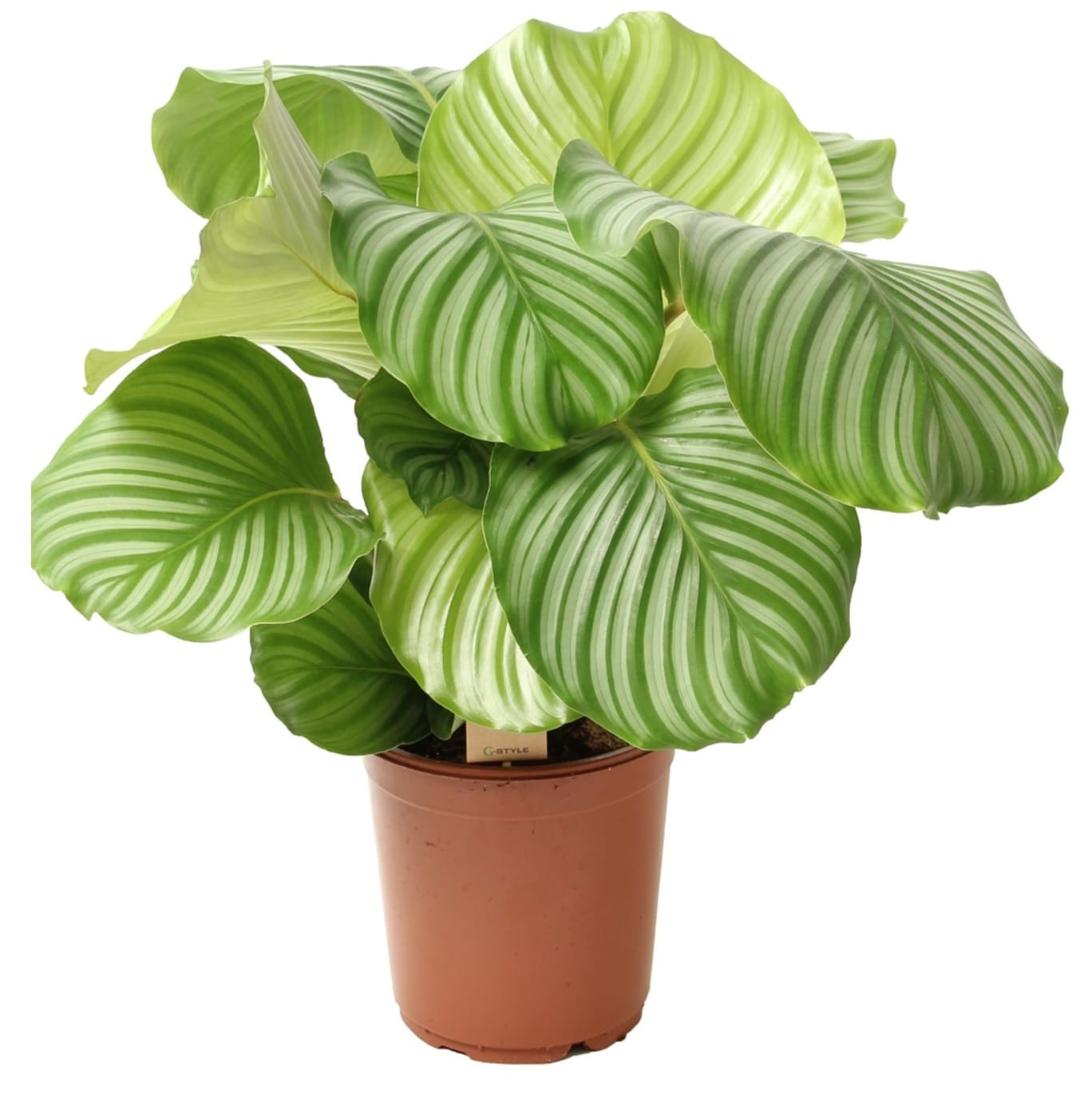 Calathea orbifolia 'peacock plant' (plan