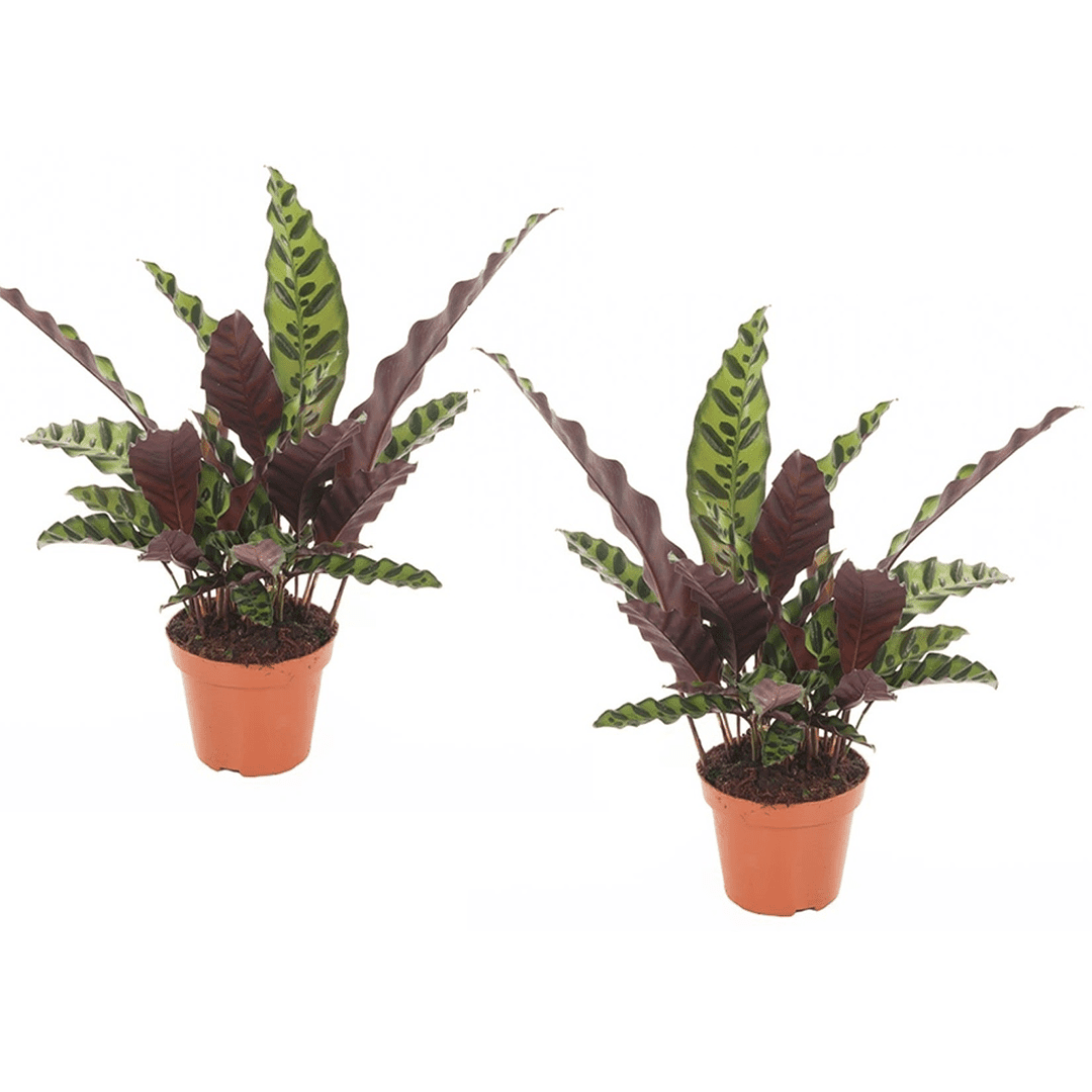 Calathea insignis - lot de 2