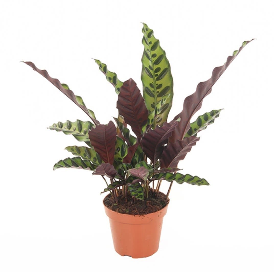 Calathea insignis