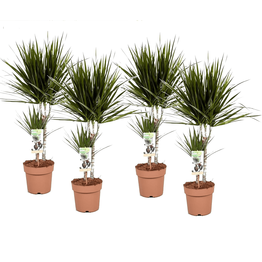 Dracaena 'dragon tree' - lot de 4