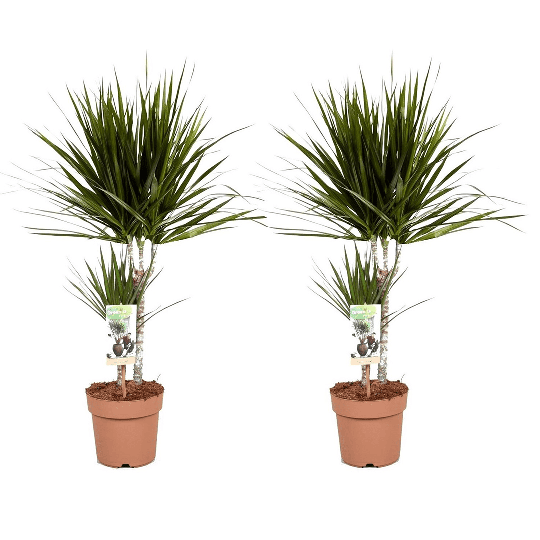 Dracaena 'dragon tree' - lot de 2