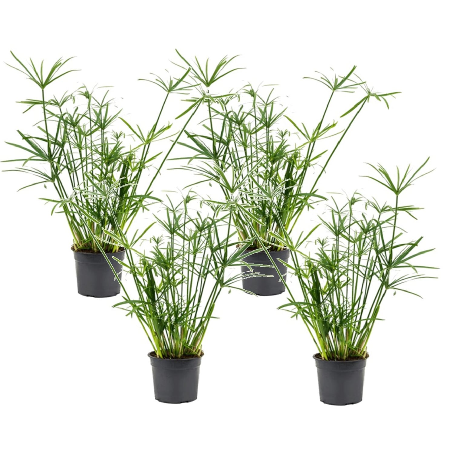 Cyperus umbrella plant - lot de 4