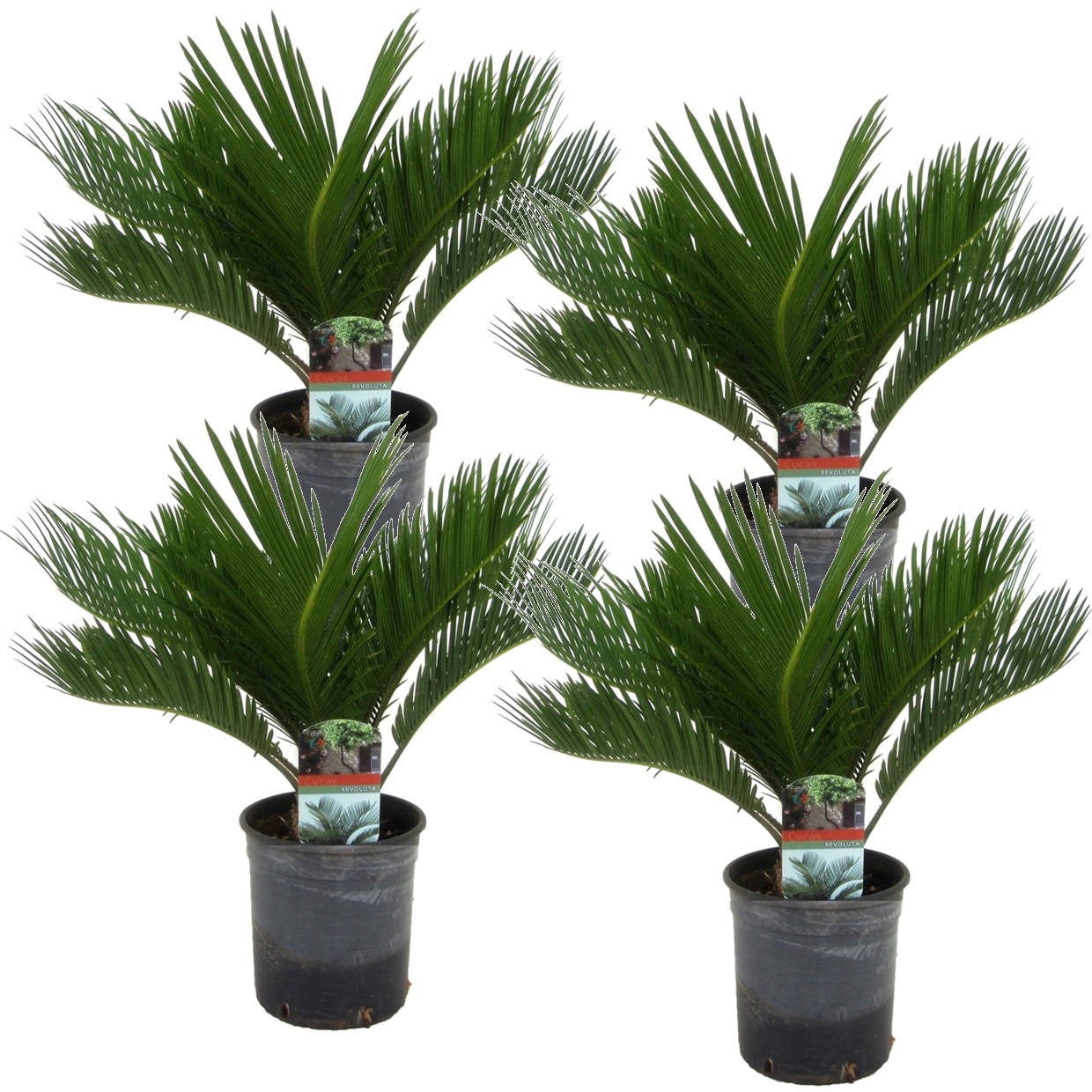 Cycas revoluta 'king sago palm' - lot de