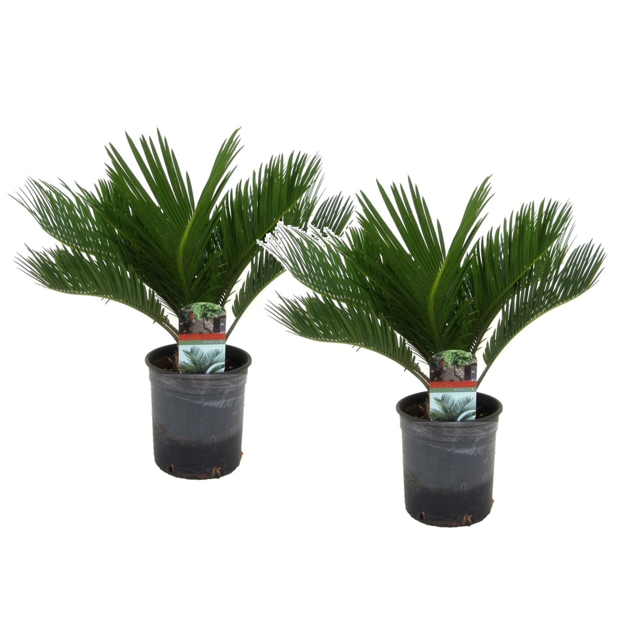 Cycas revoluta 'king sago palm' - lot de