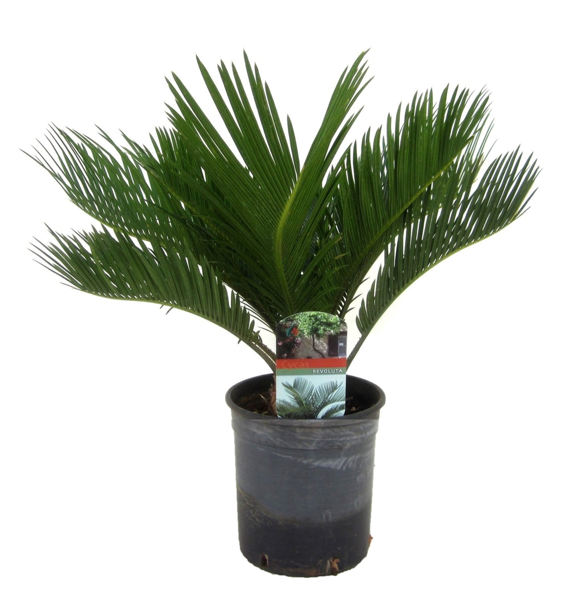 Cycas revoluta 'king sago palm'