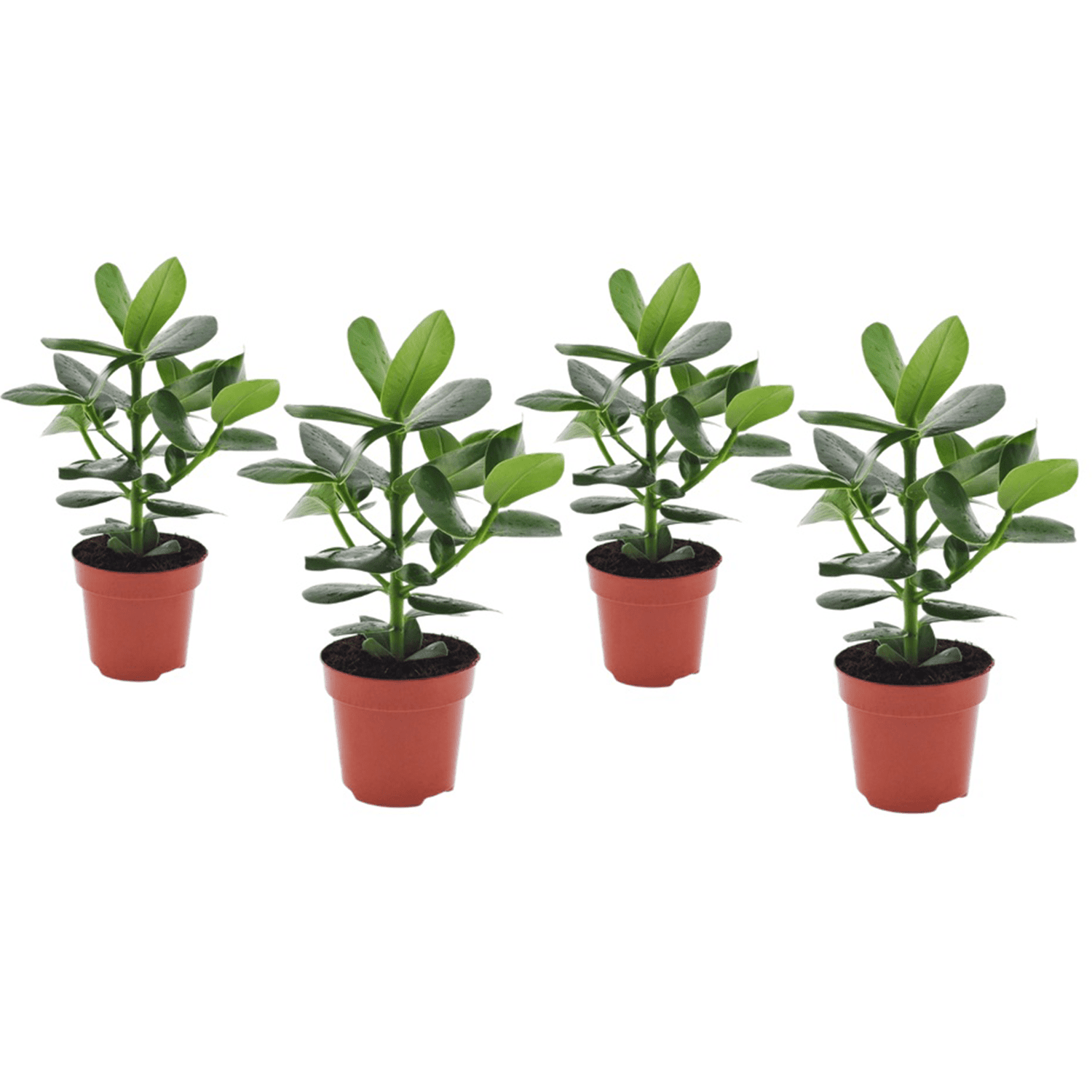 Clusia rosea princess - lot de 4