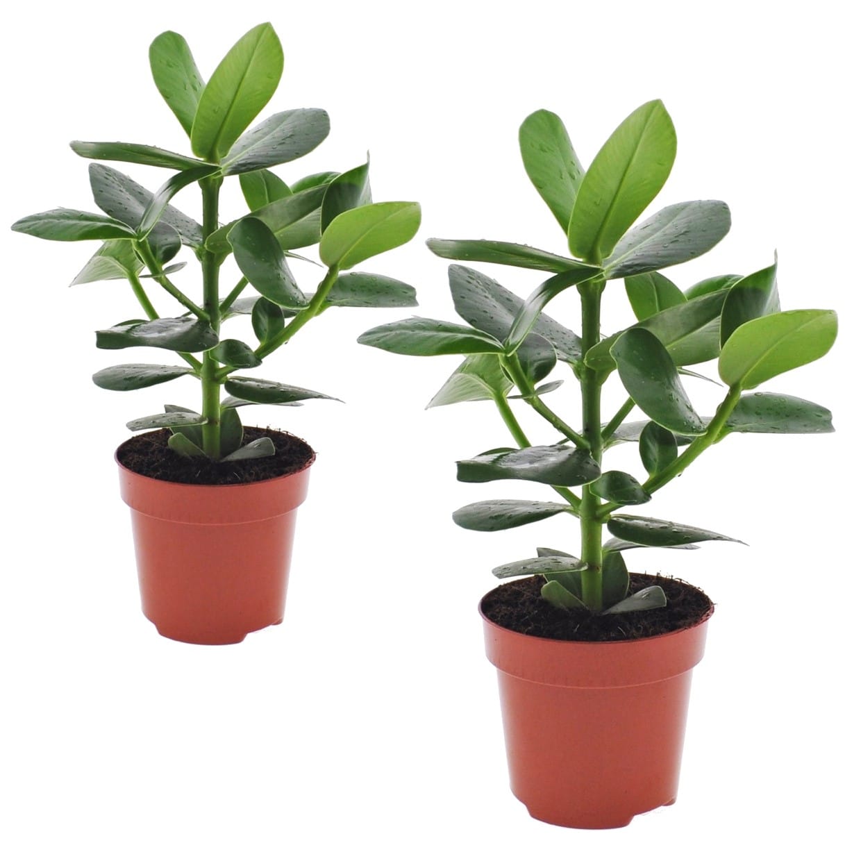 Clusia rosea princess - lot de 2