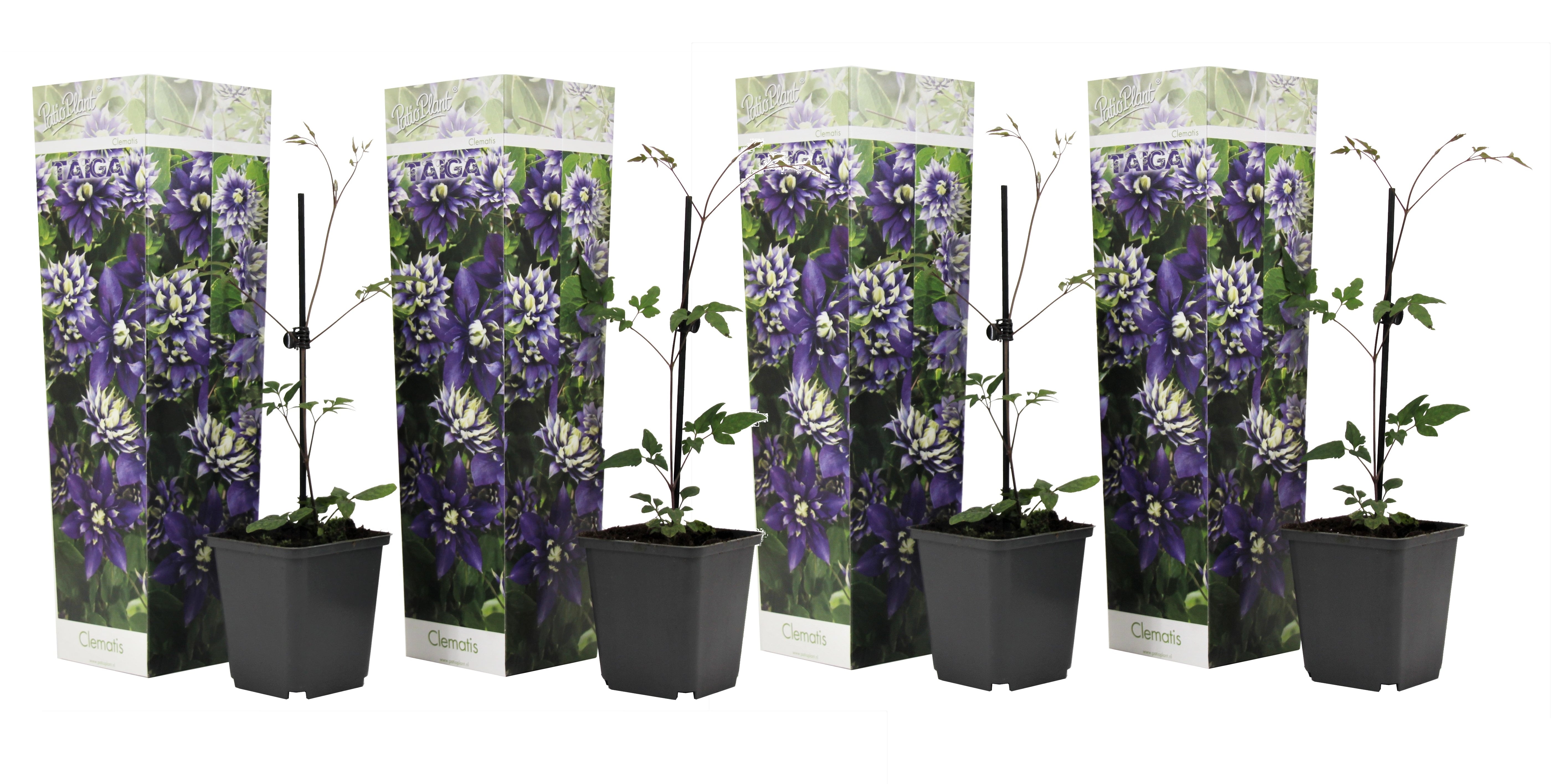 Clematis taiga - lot de 4