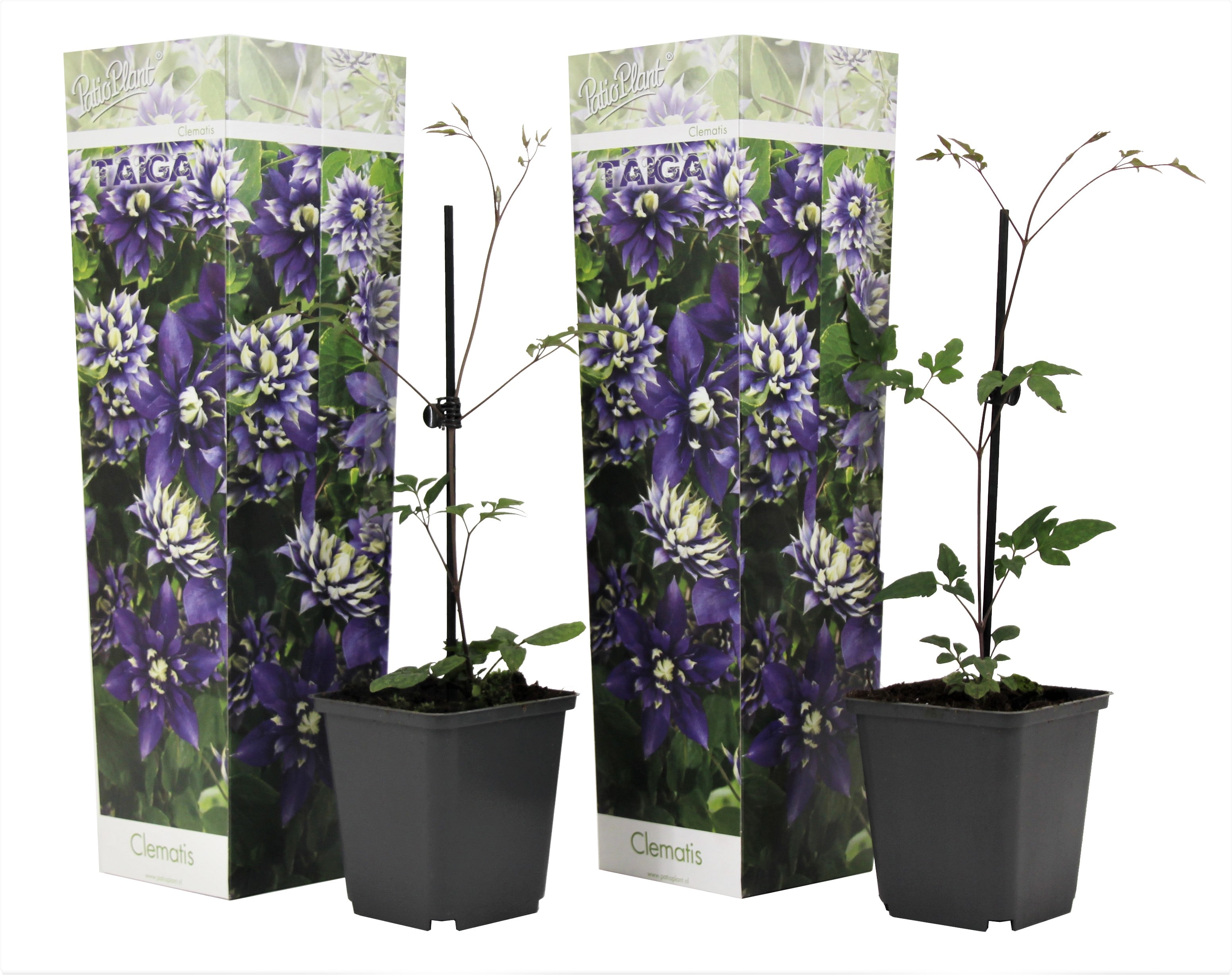 Clematis taiga - lot de 2