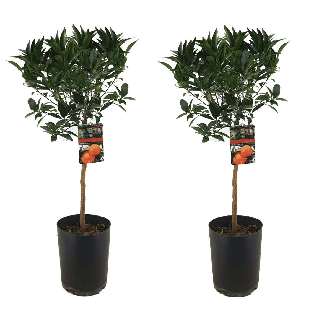 Xl citrus tarocco 'blood orange' - lot d