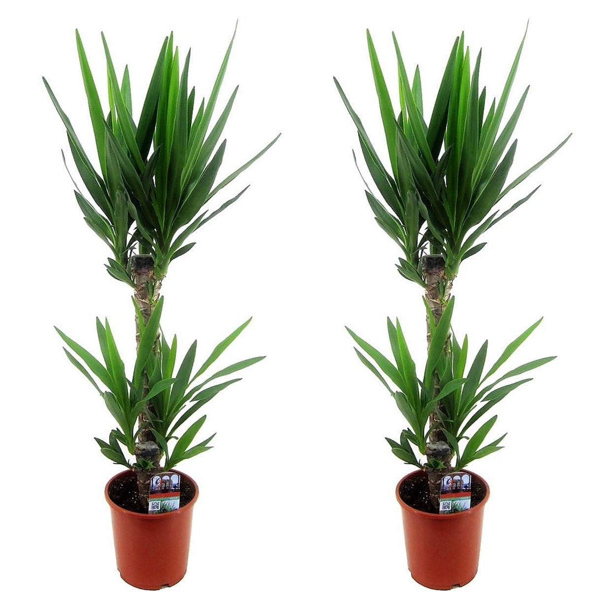 Yucca elephantipes - lot de 2