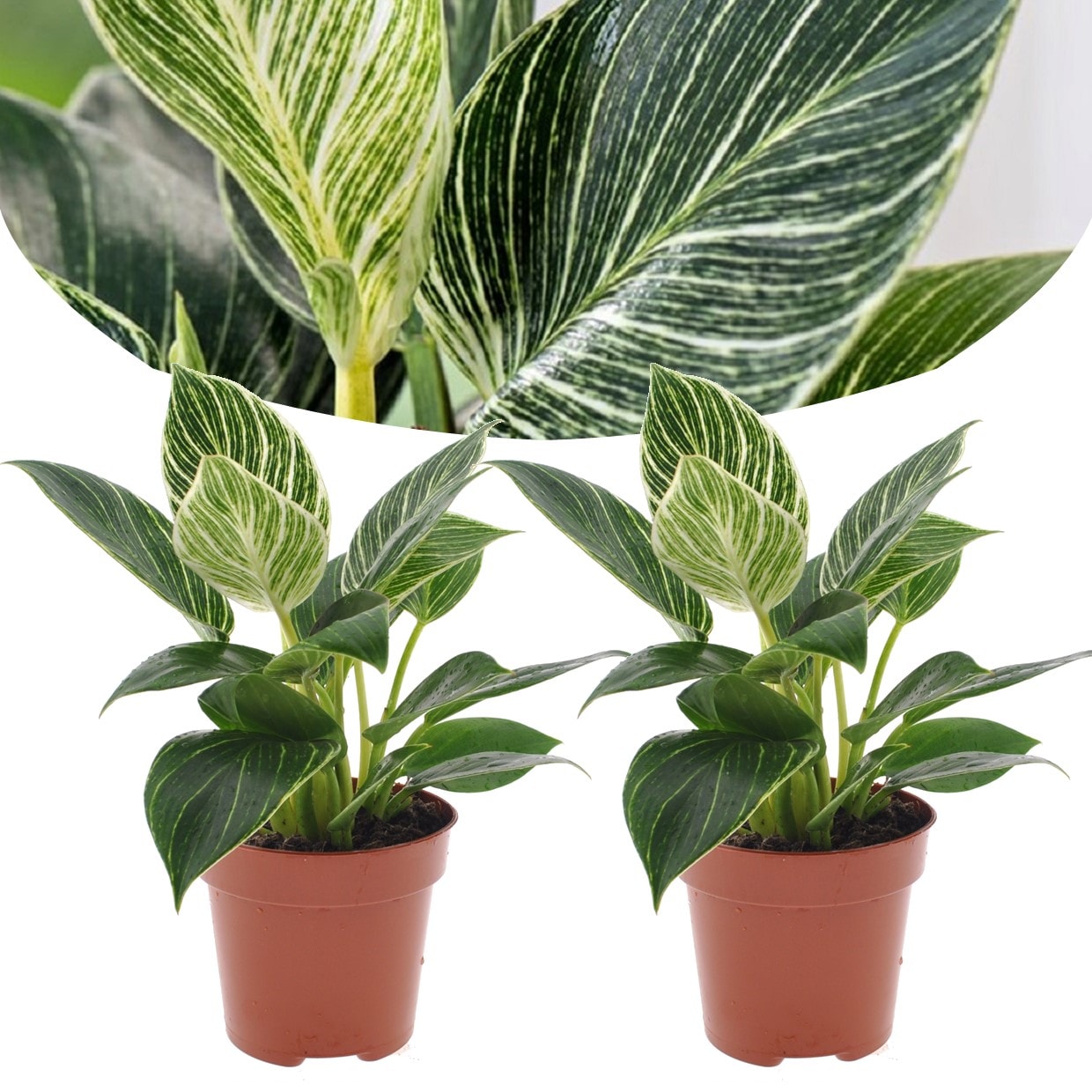 Philodendron 'white wave' - lot de 2