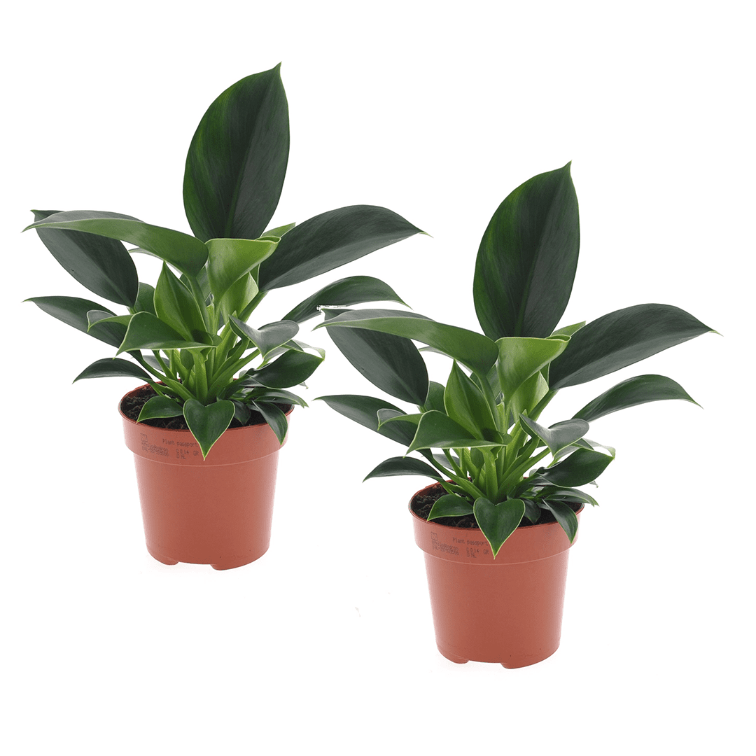 Philodendron 'green princess' - lot de 2