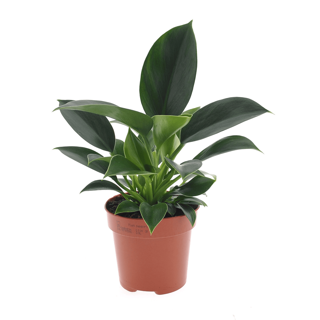 Philodendron 'green princess'