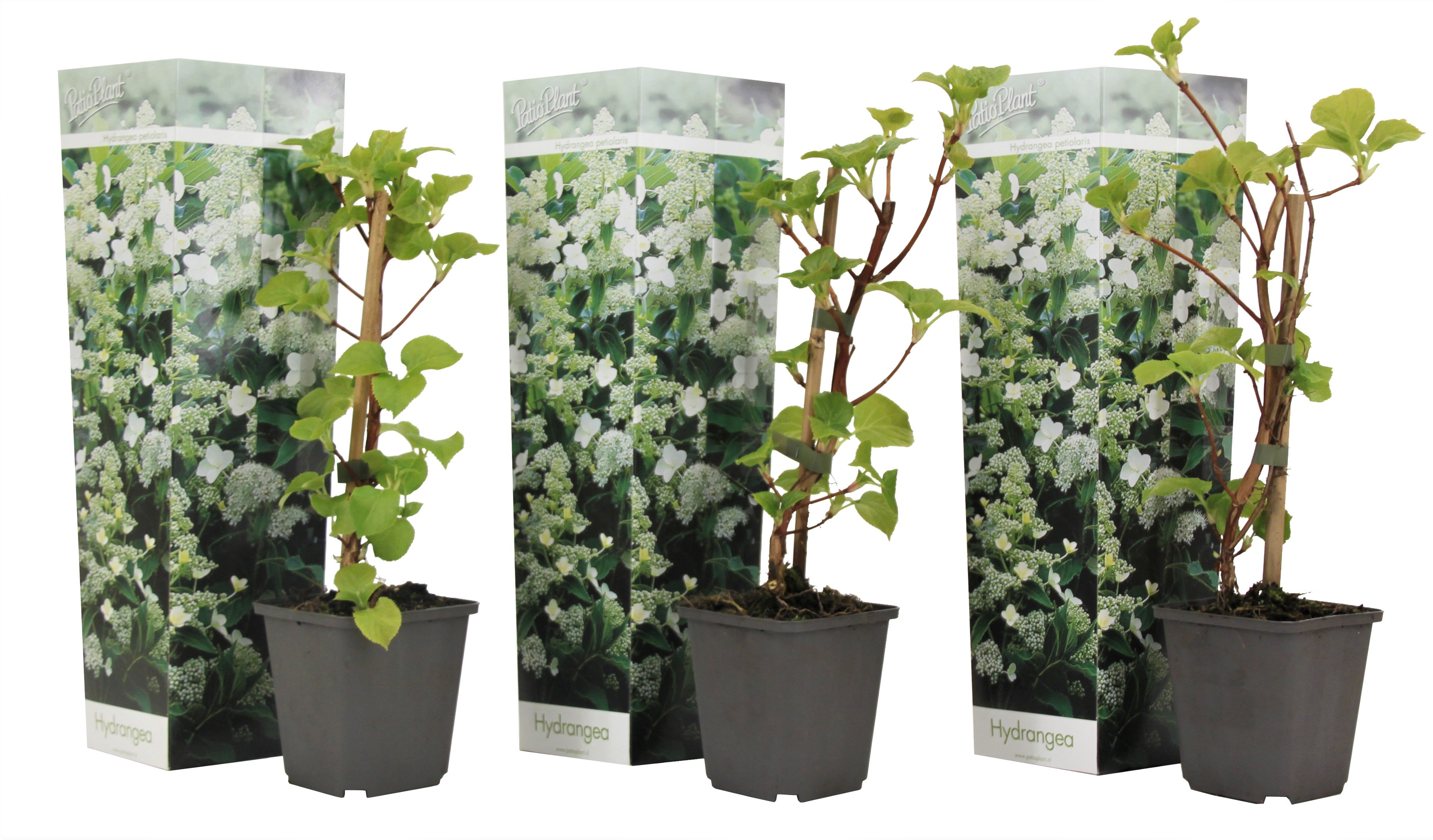 Hydrangea petiolaris - lot de 3