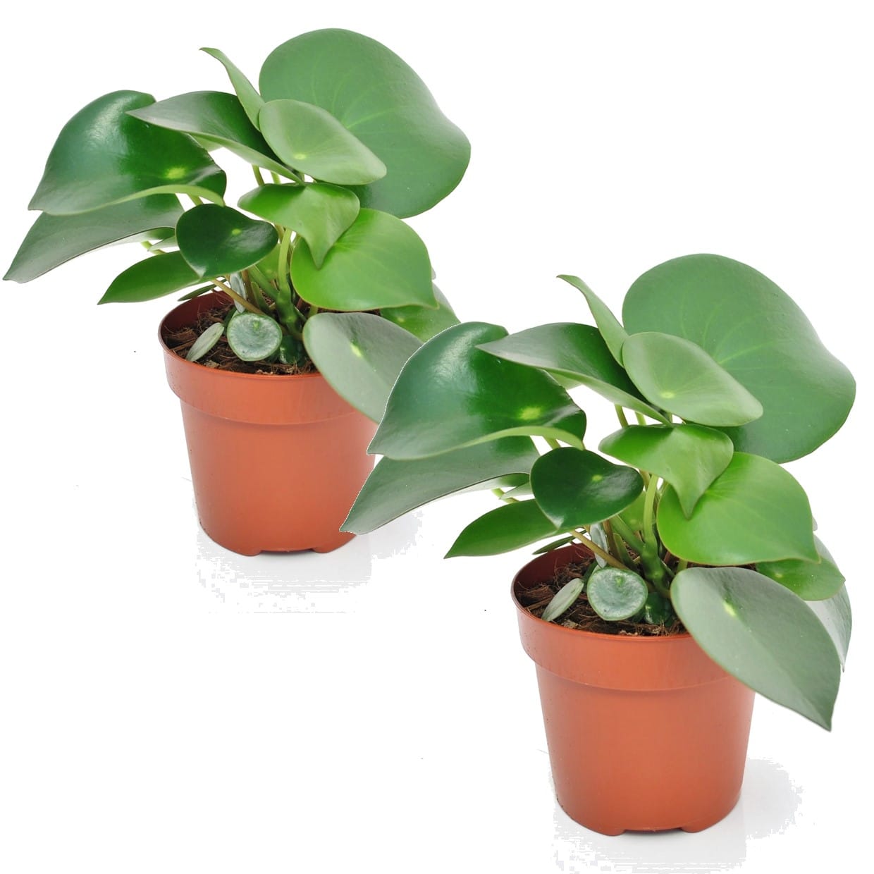 Peperomia raindrop - lot de 2