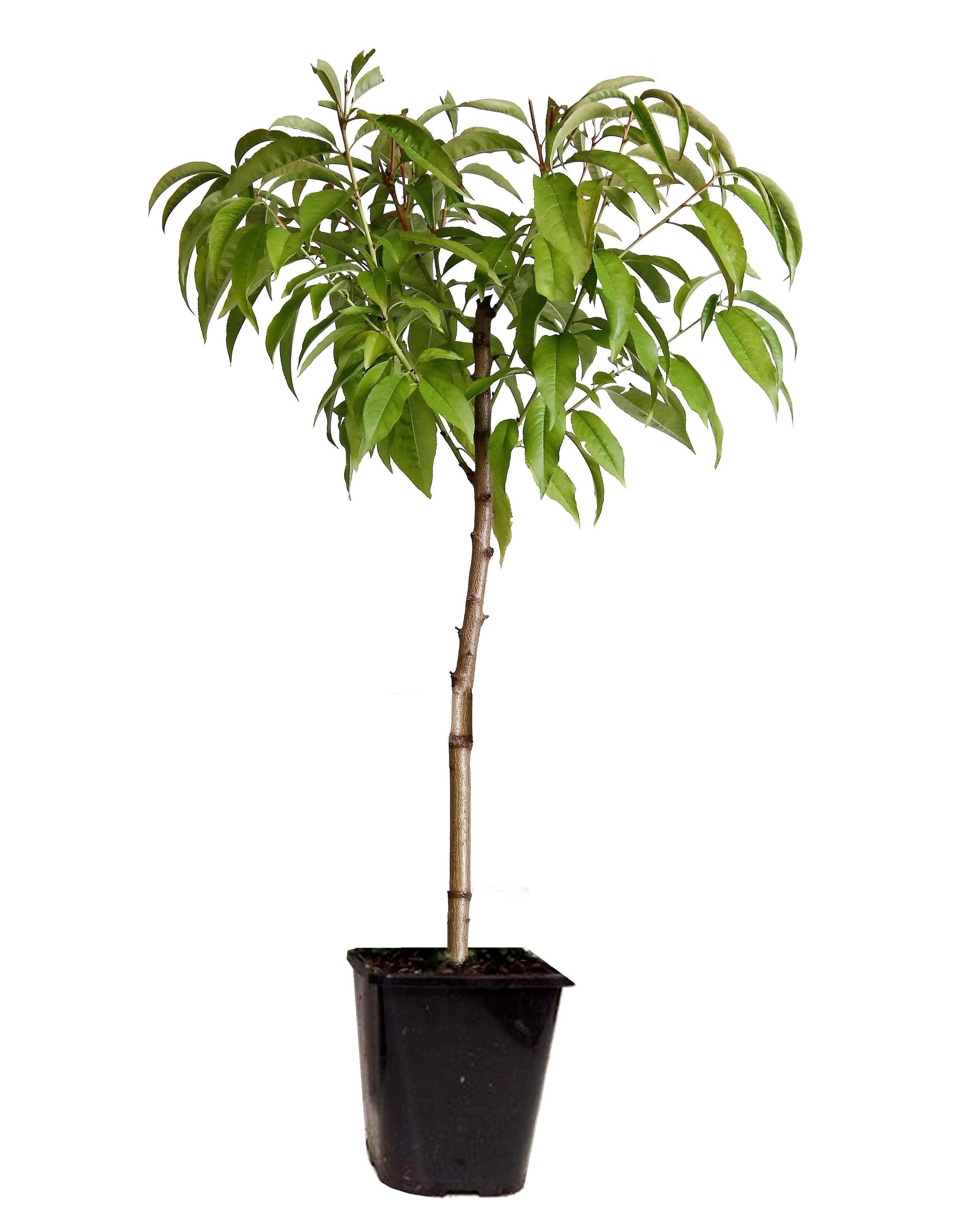 Peachtree sauvage 'prunus persica saturn