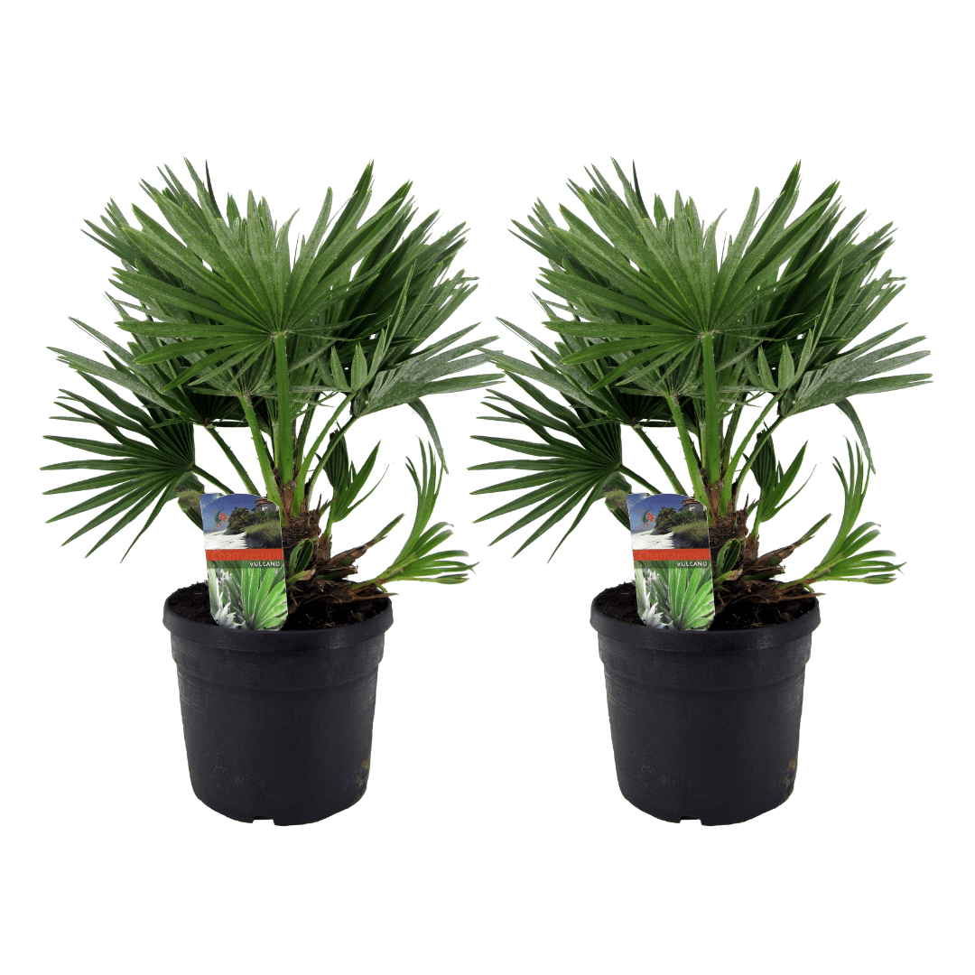 Chamaerops vulcano palmtree - lot de 2