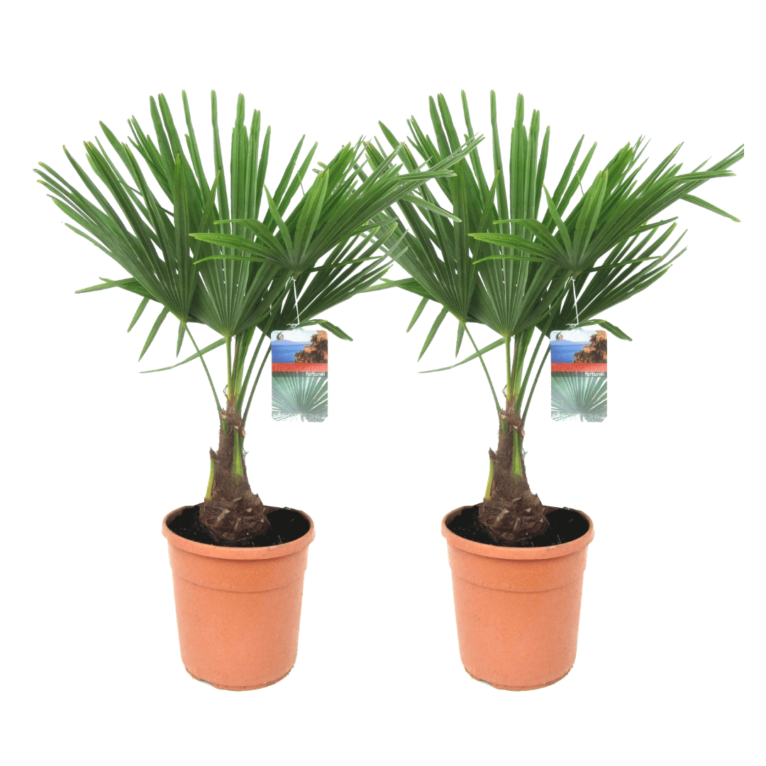 Xl asian windmill palm 'trachycarpus for