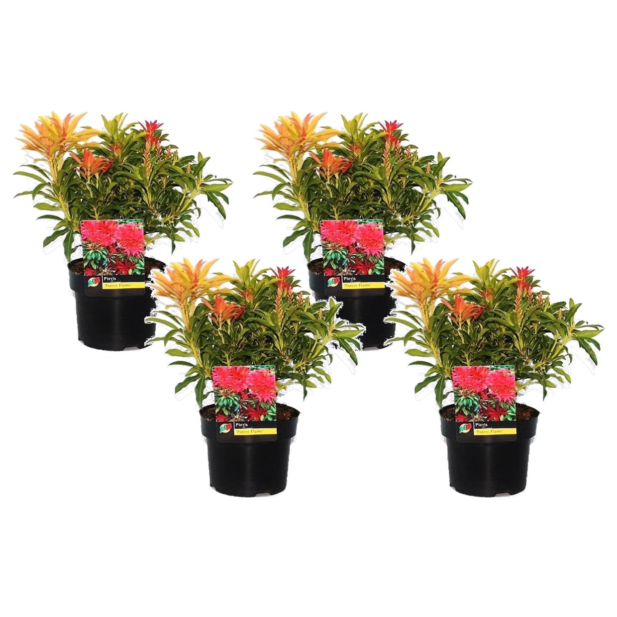 Pieris 'forest flame' - lot de 4