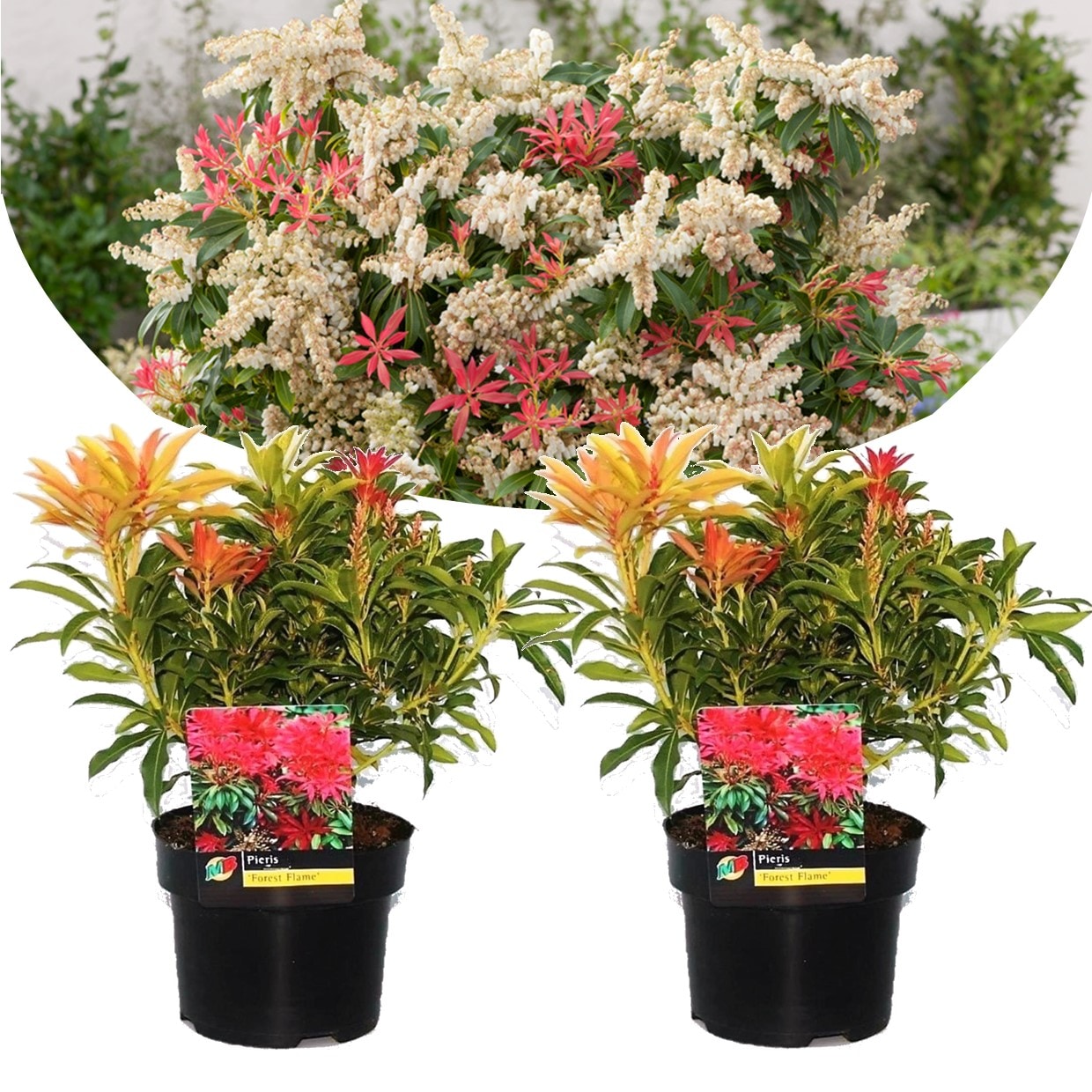 Pieris 'forest flame' - lot de 2