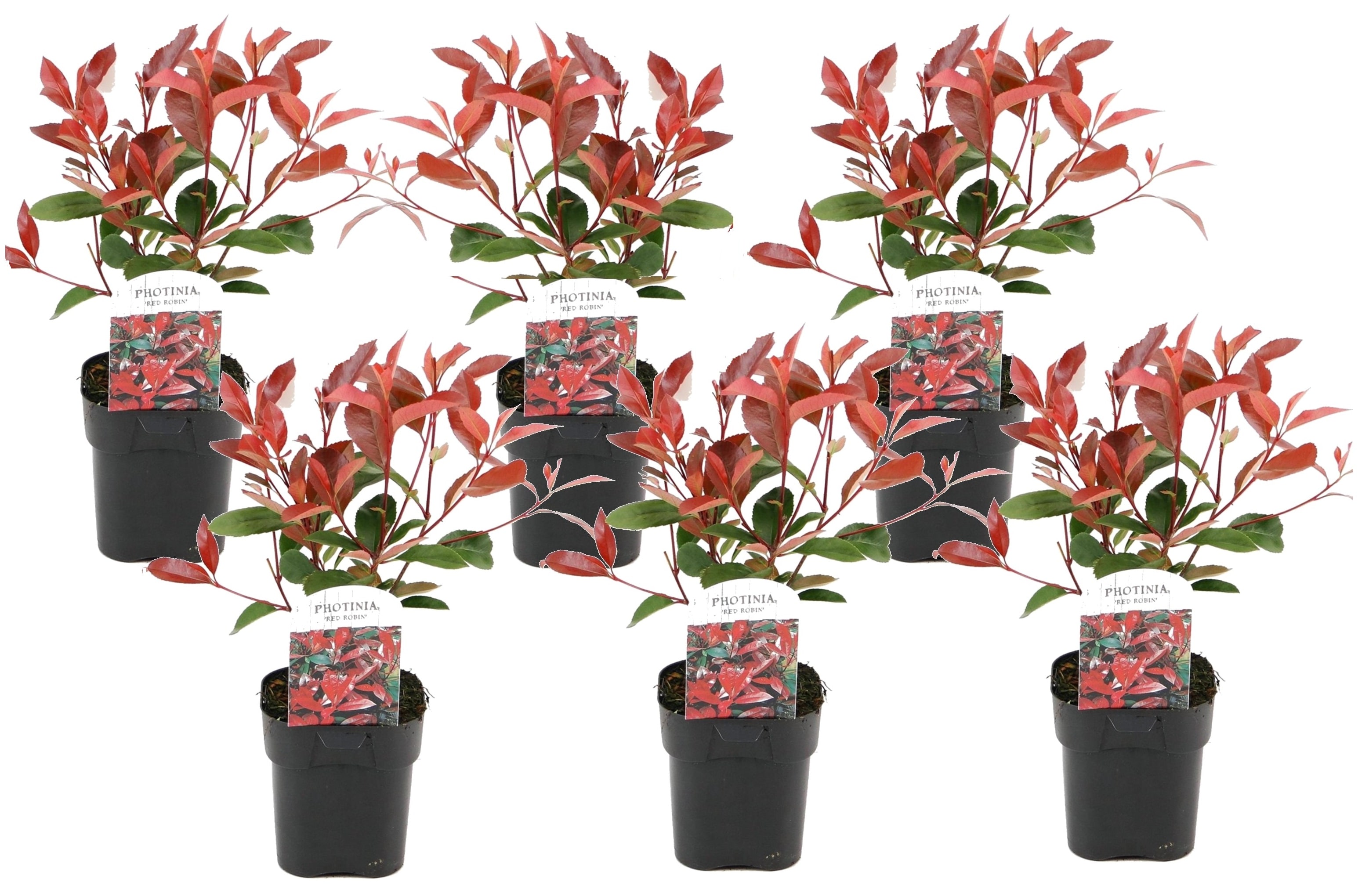 Photinia 'red robin' - lot de 6