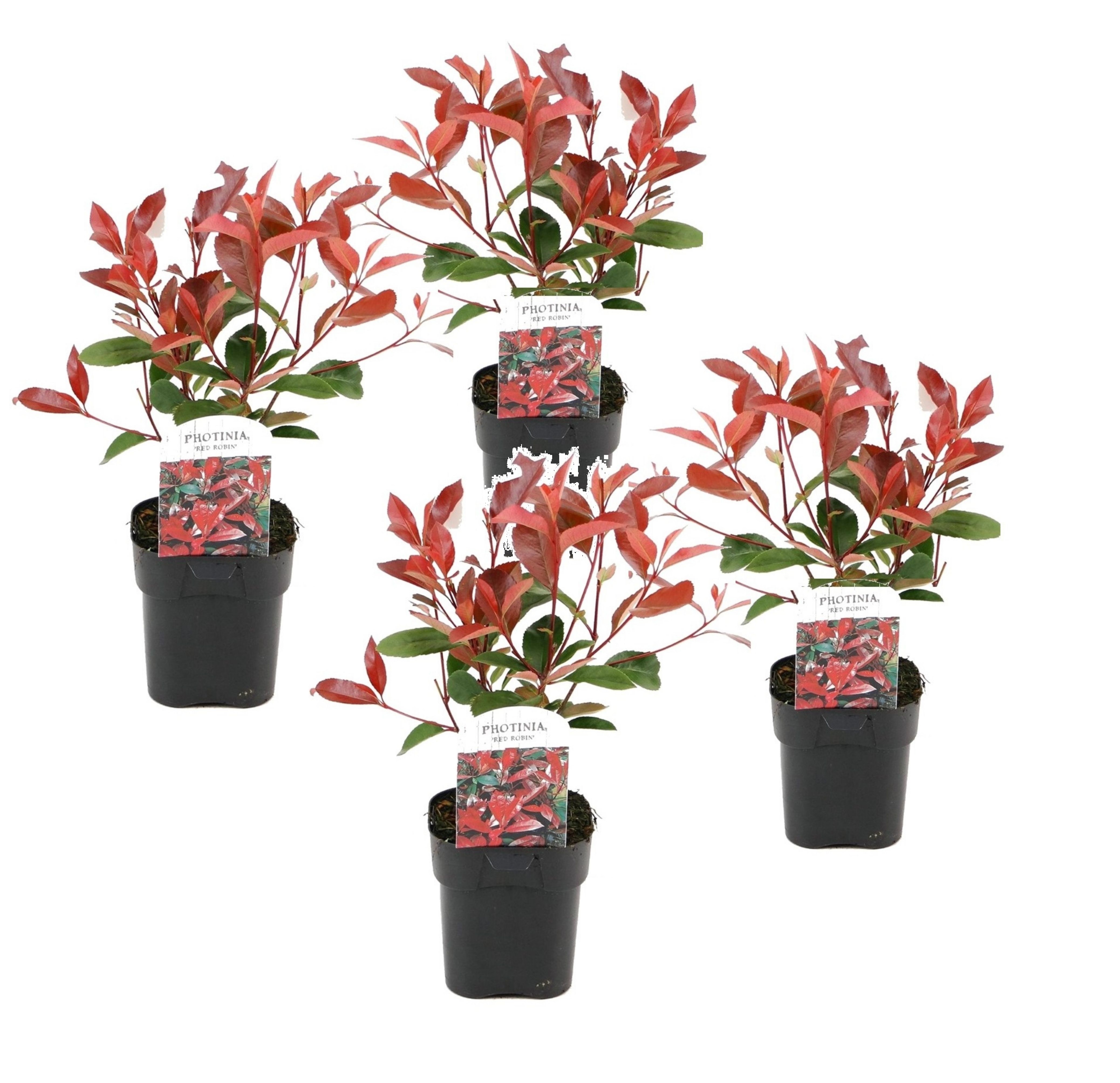 Photinia 'red robin' - mélange de 4