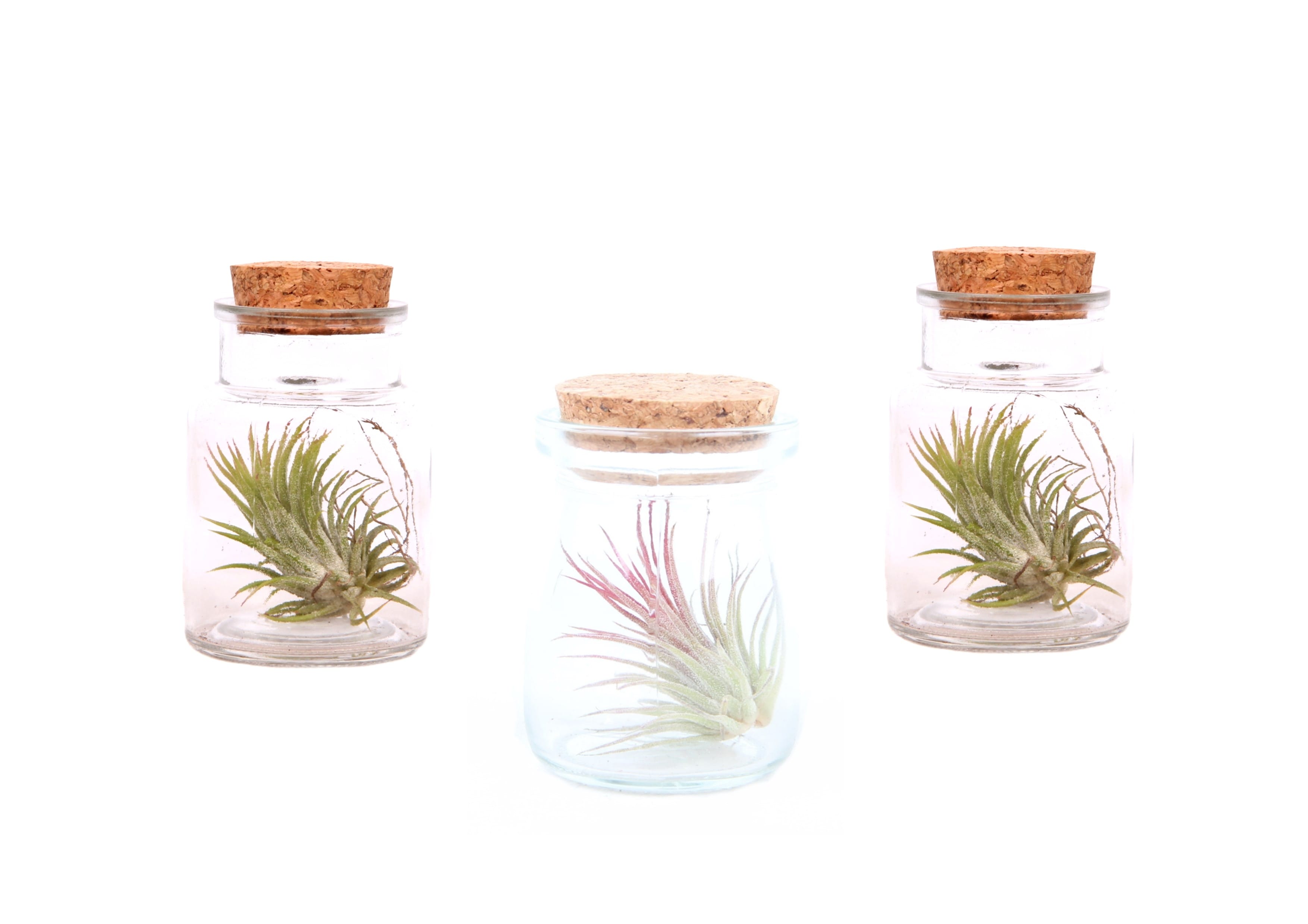 Tillandsia en bouteille décorative - lot