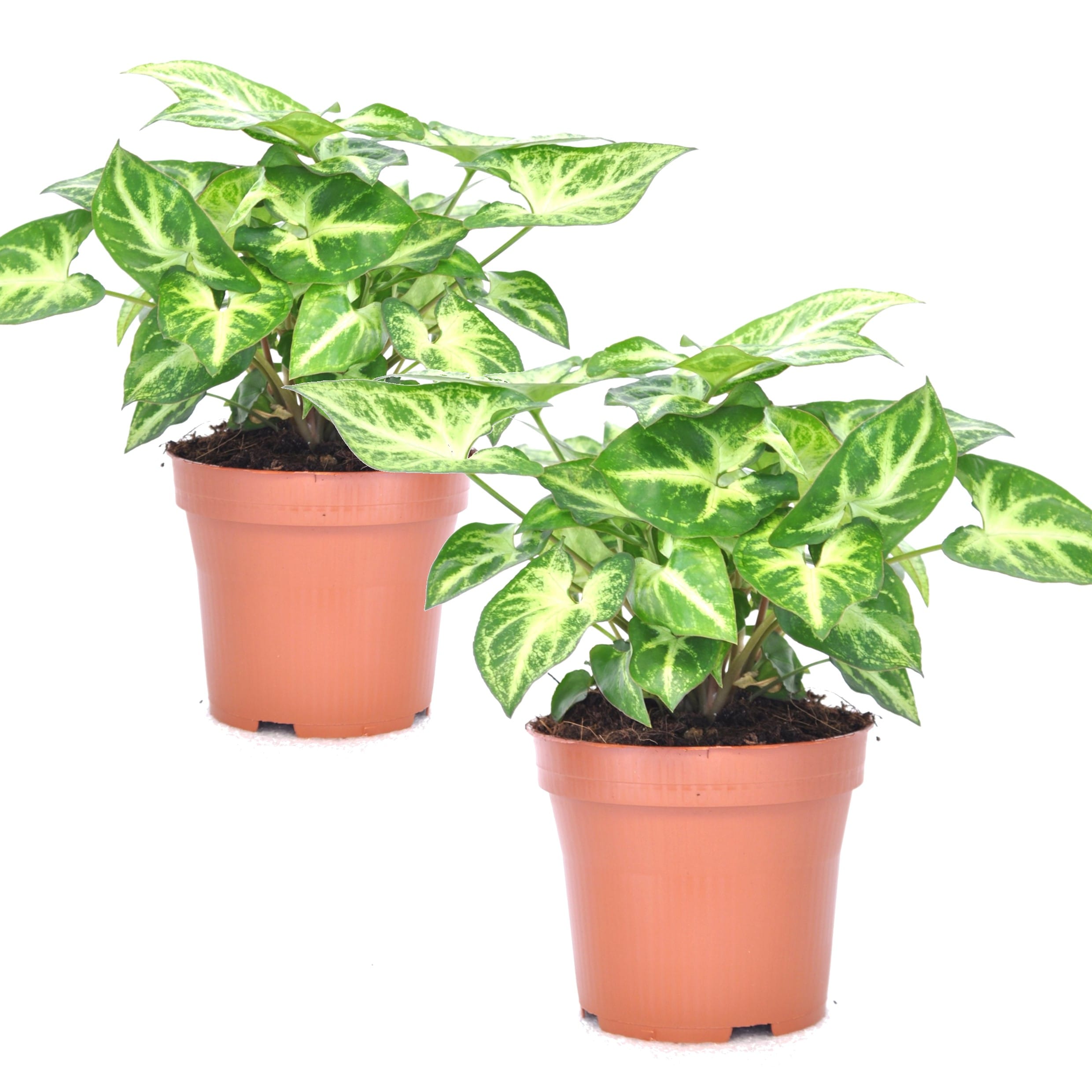 Syngonium 'pixie' - lot de 2