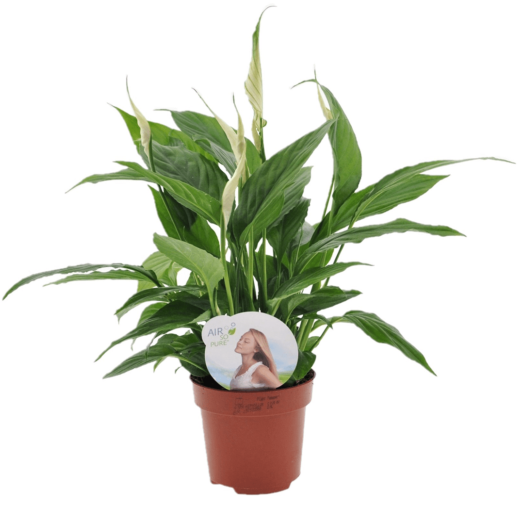 Spathiphyllum 'piece lily'