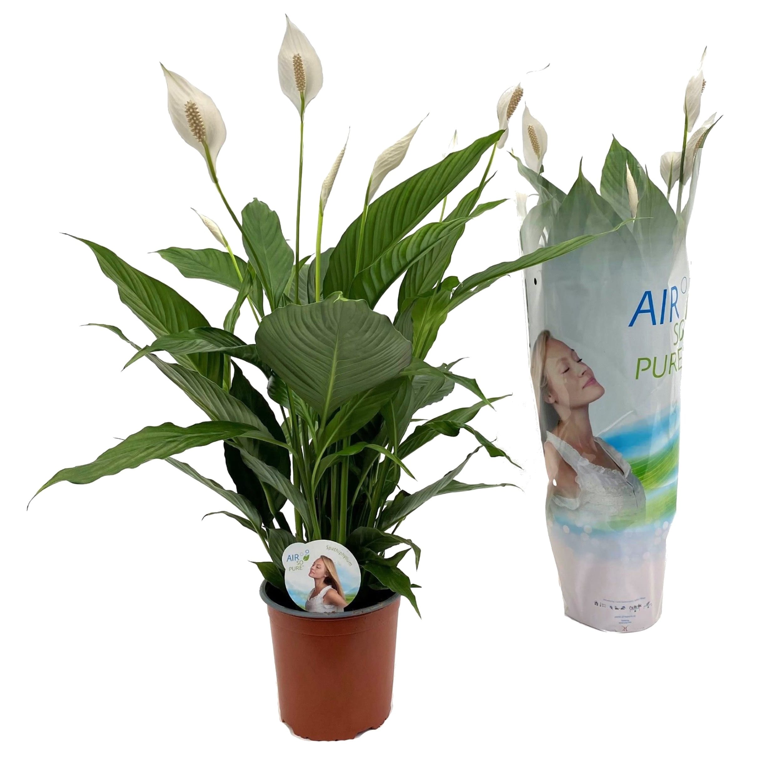 Spathiphyllum 'peace lily' (lys de paix)