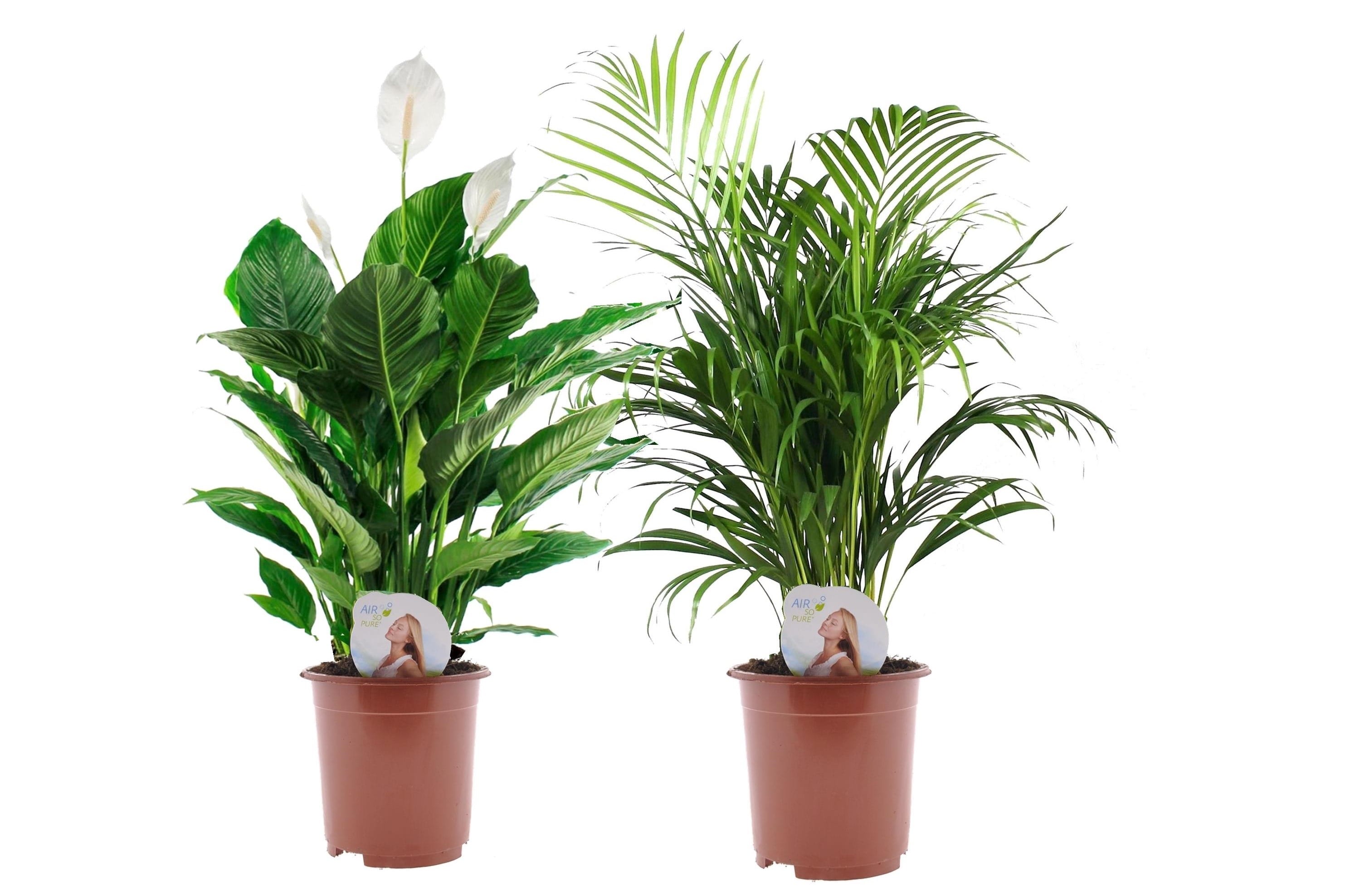 Air so pure indoor mix- areca dypsis lut