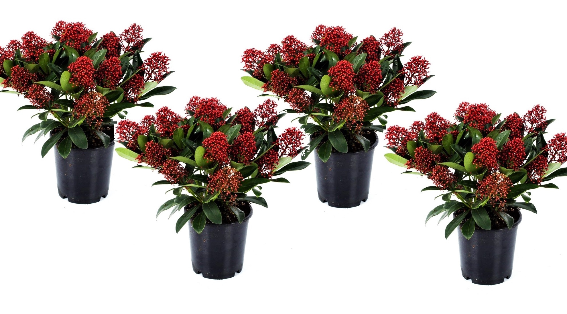 Skimmia 'rubella' - lot de 4