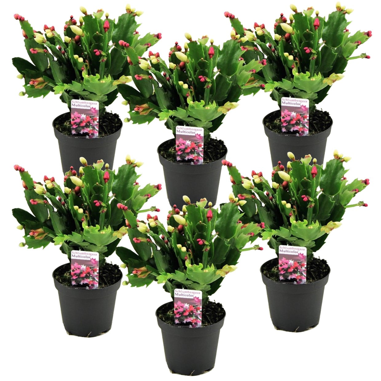 Schlumbergera 'christmas cactus' - lot d