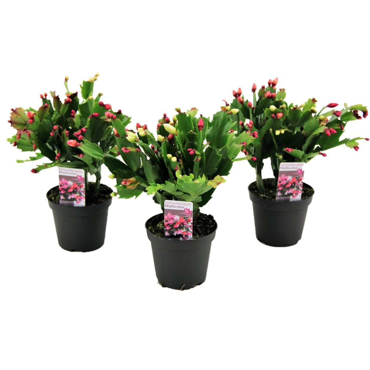 Schlumbergera 'christmas cactus' - lot d