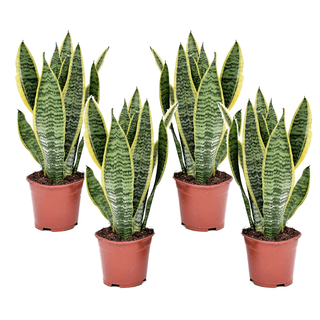 Sansevieria laurentii - lot de 4