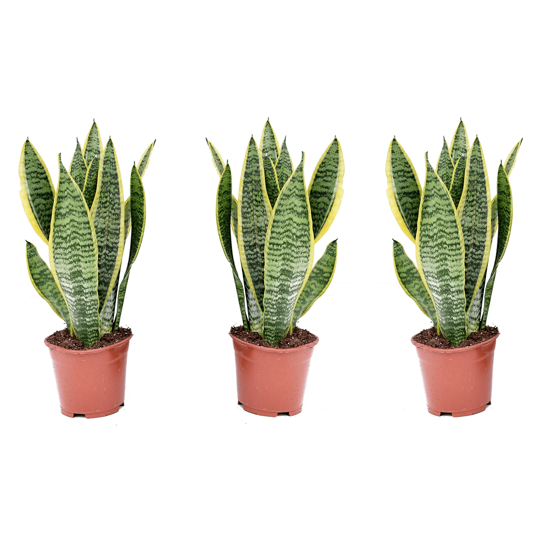 Sansevieria laurentii - lot de 3