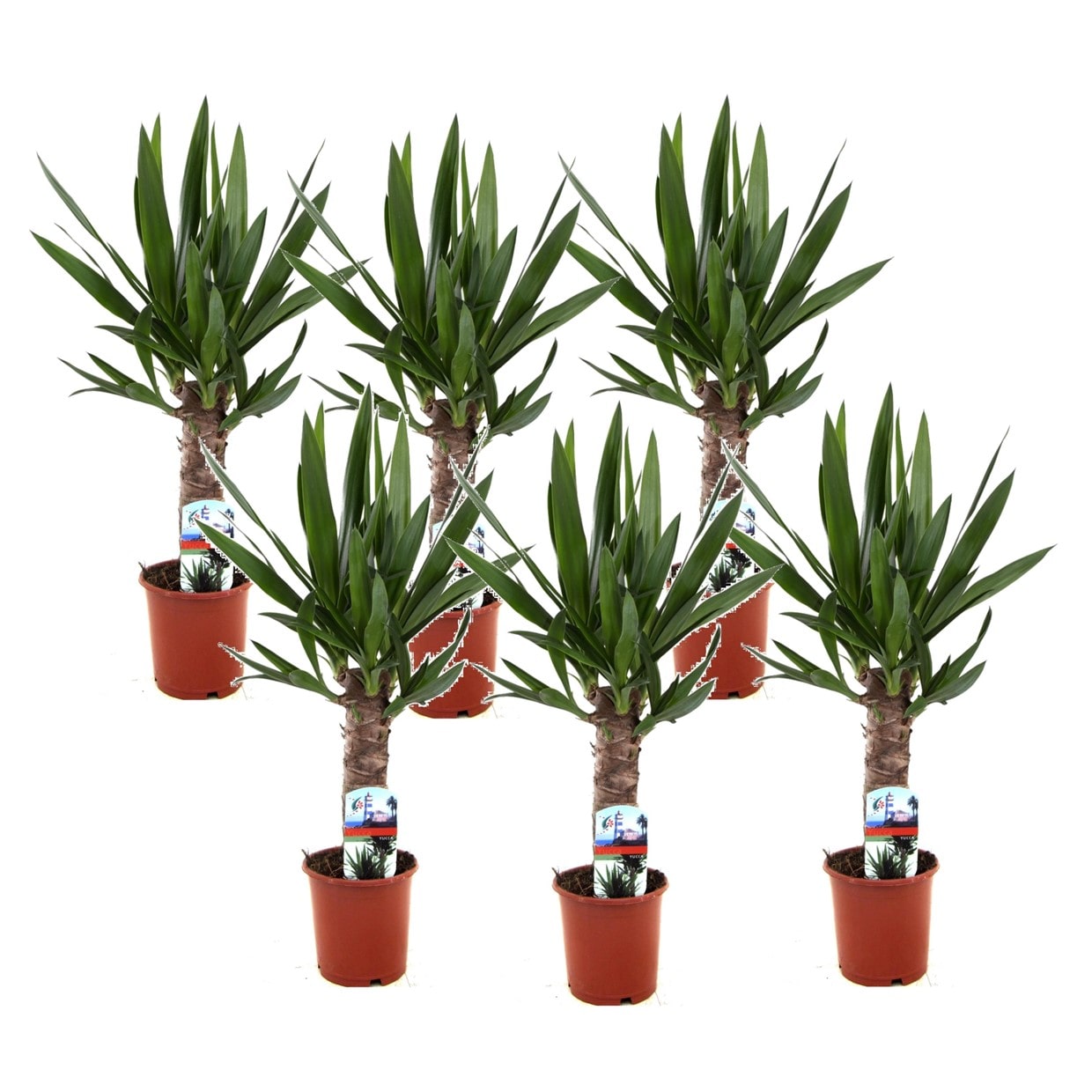 Yucca elephantipes 's' - lot de 6