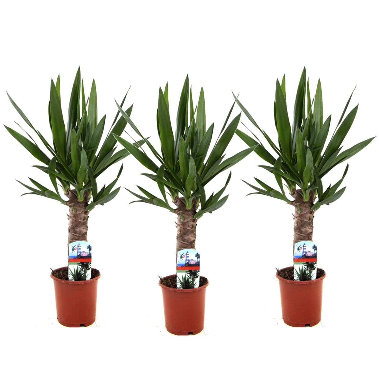 Yucca elephantipes 's' - lot de 3