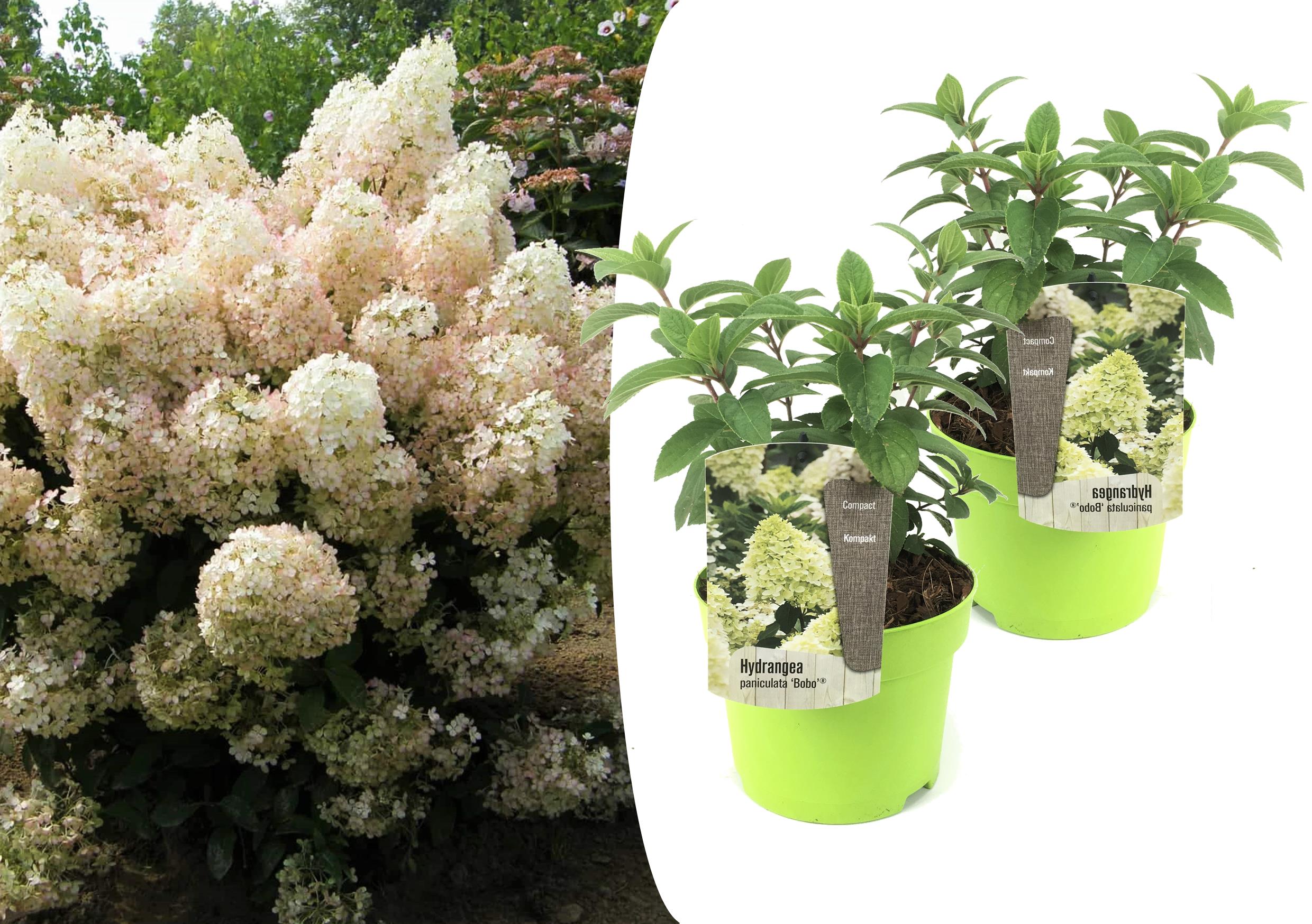 Xl hydrangea paniculata bobo - lot de 2