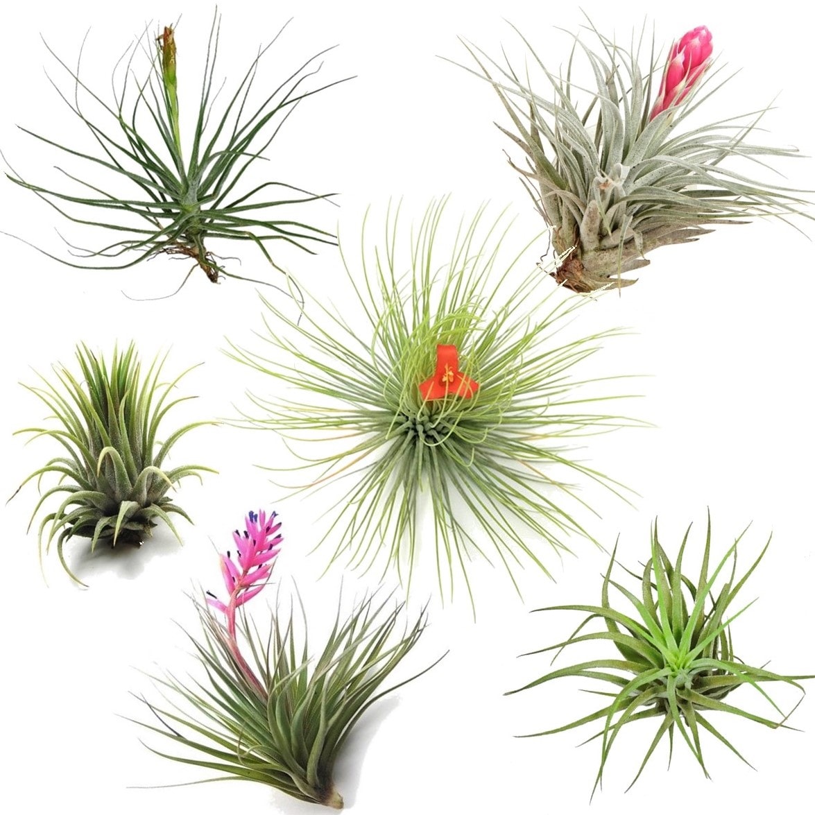 Mélange de tillandsia - lot de 6