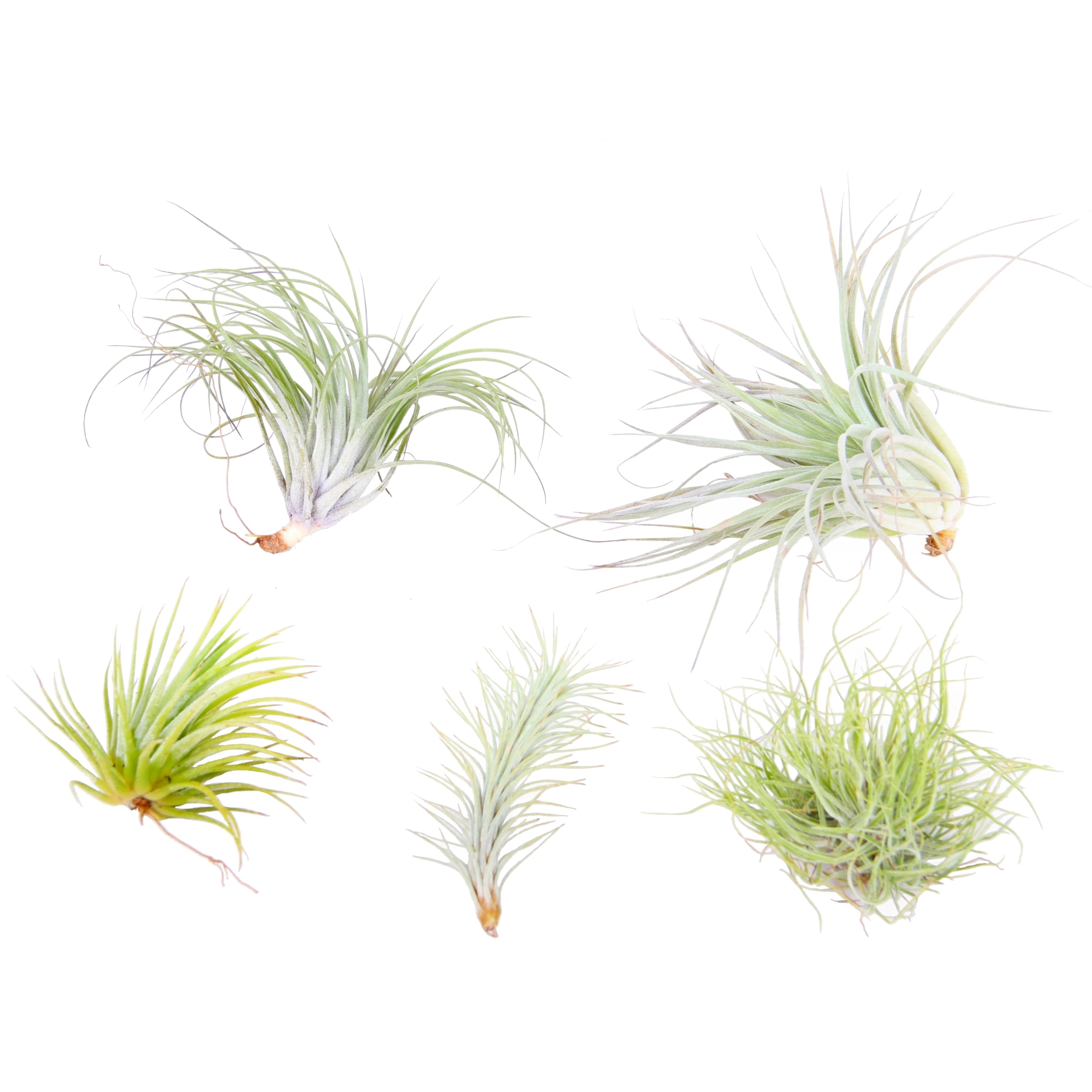 Mélange de tillandsia - lot de 5