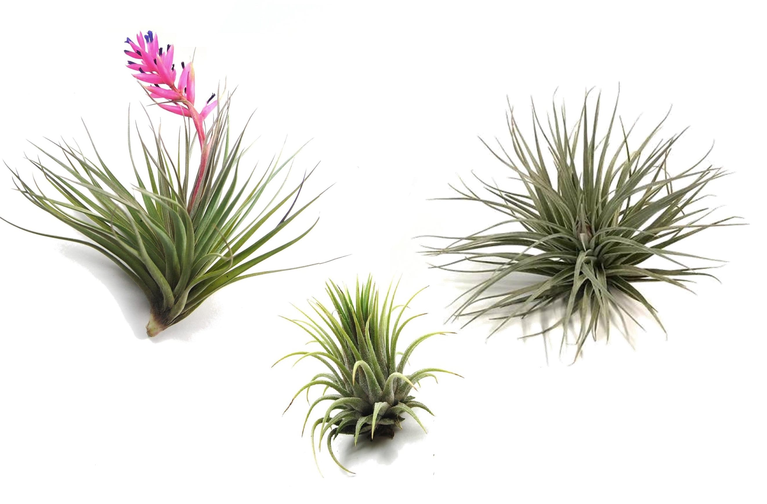 Tillandsia mix - lot de 3