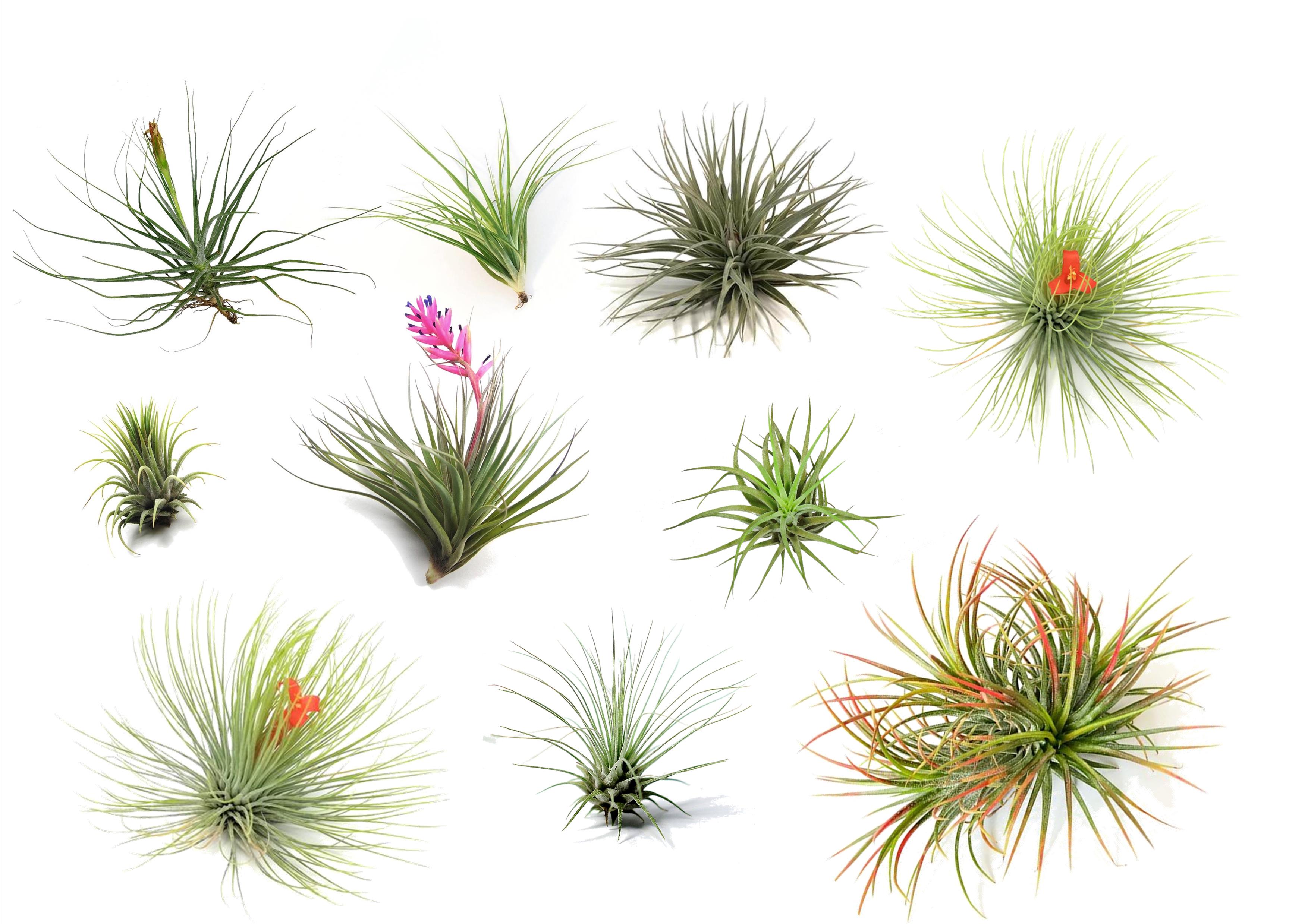 Tillandsia mix - lot de 10